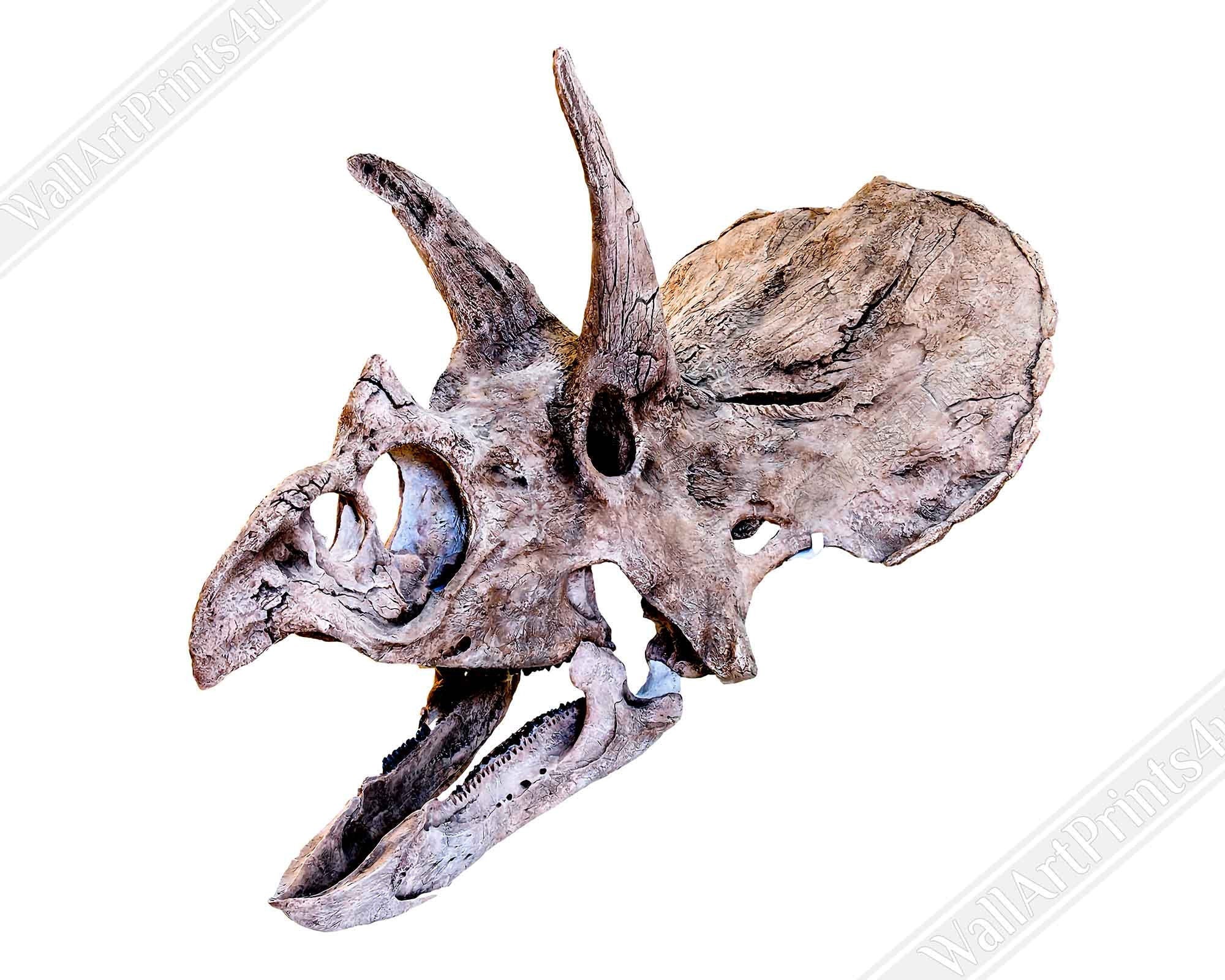 Triceratops Skull Poster, Vintage Triceratops Horridus Skull Art - Triceratops Skeleton Skull Print - WallArtPrints4U
