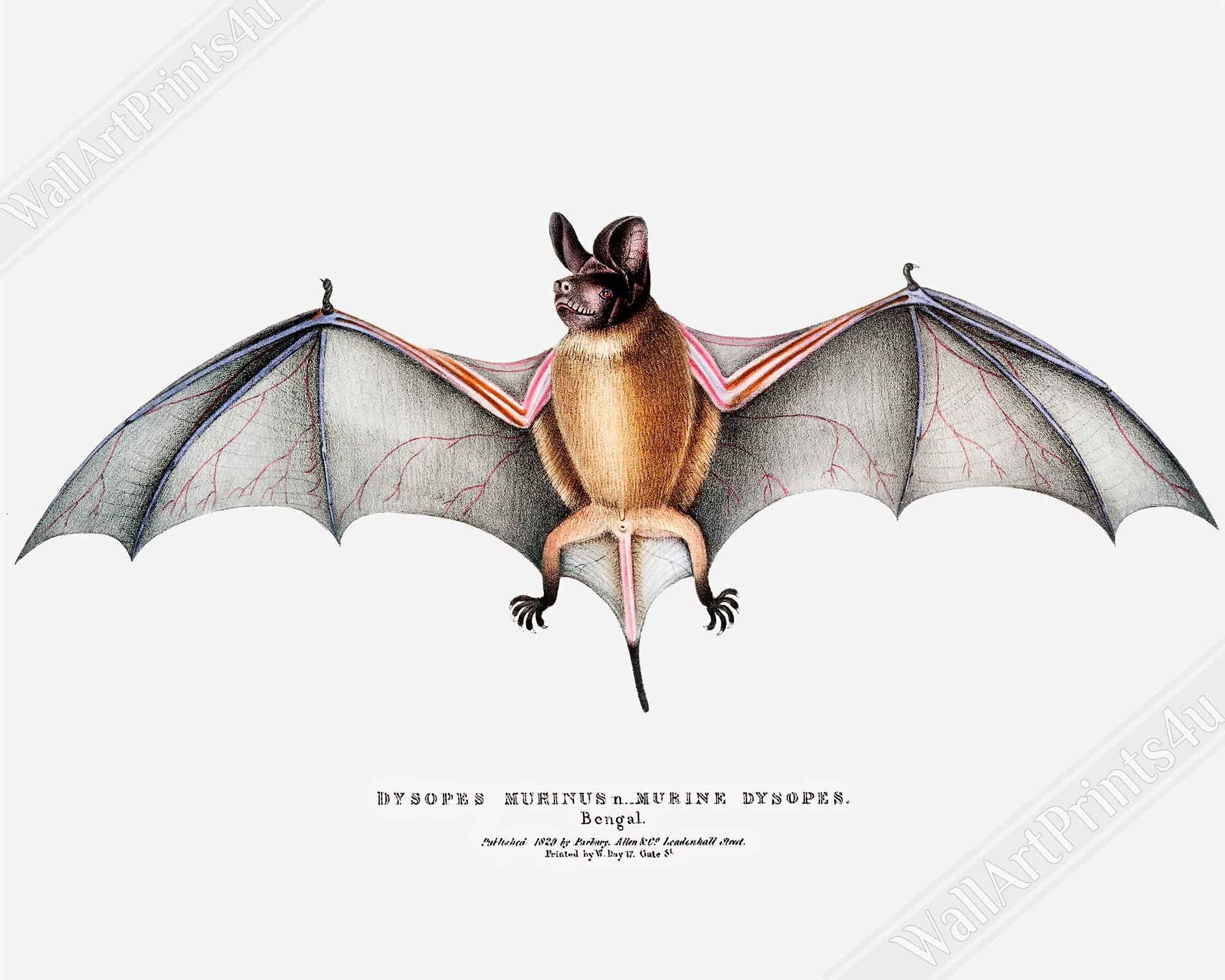 Vintage Bat Canvas, John Edward Gray - Vintage Parti Coloured Bat Canvas Print - WallArtPrints4U