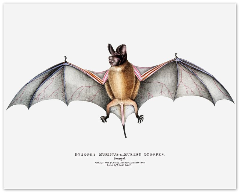 Vintage Bat Poster, John Edward Gray - Vintage Parti Coloured Bat Print - WallArtPrints4U