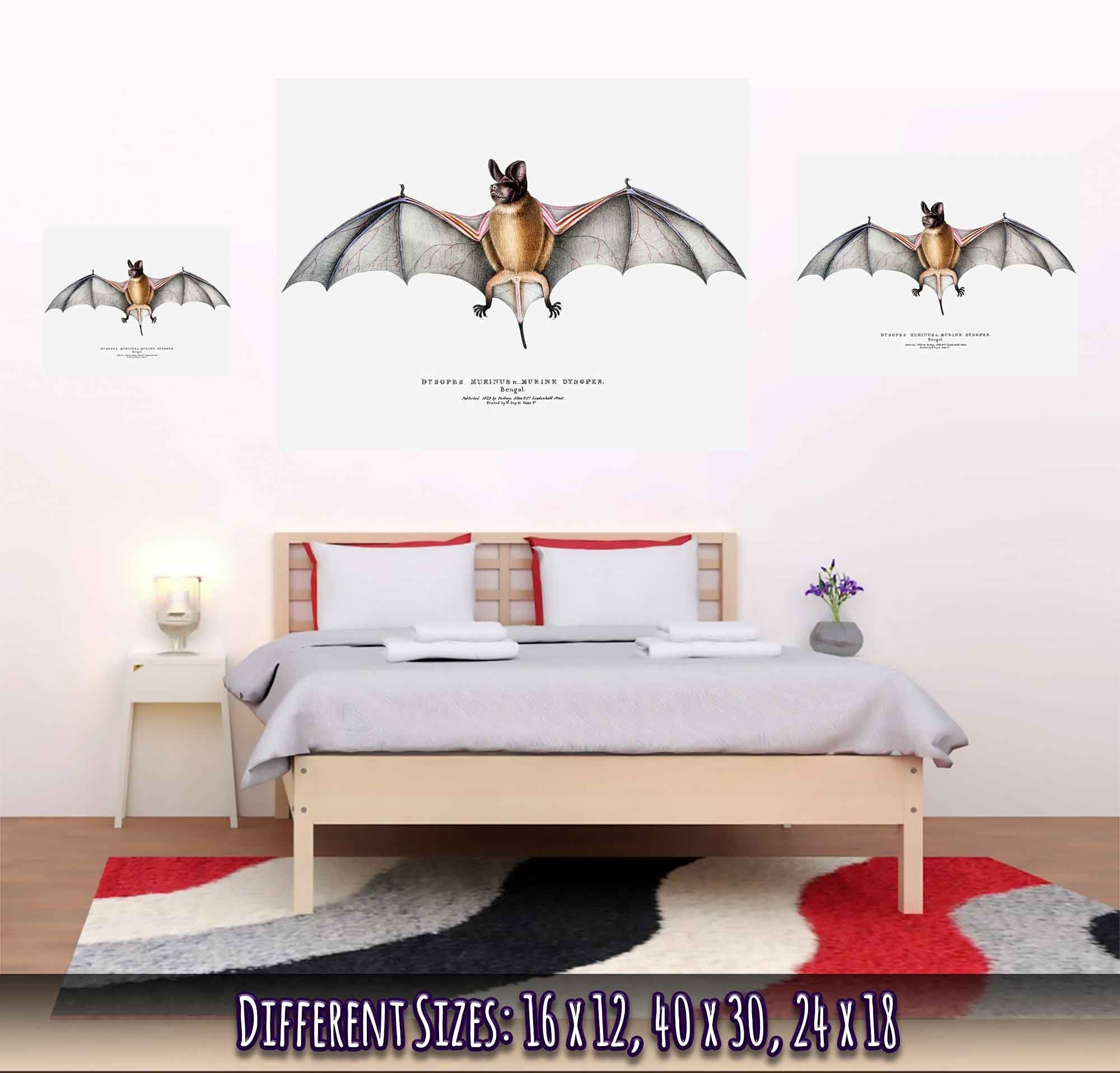 Vintage Bat Poster, John Edward Gray - Vintage Parti Coloured Bat Print - WallArtPrints4U