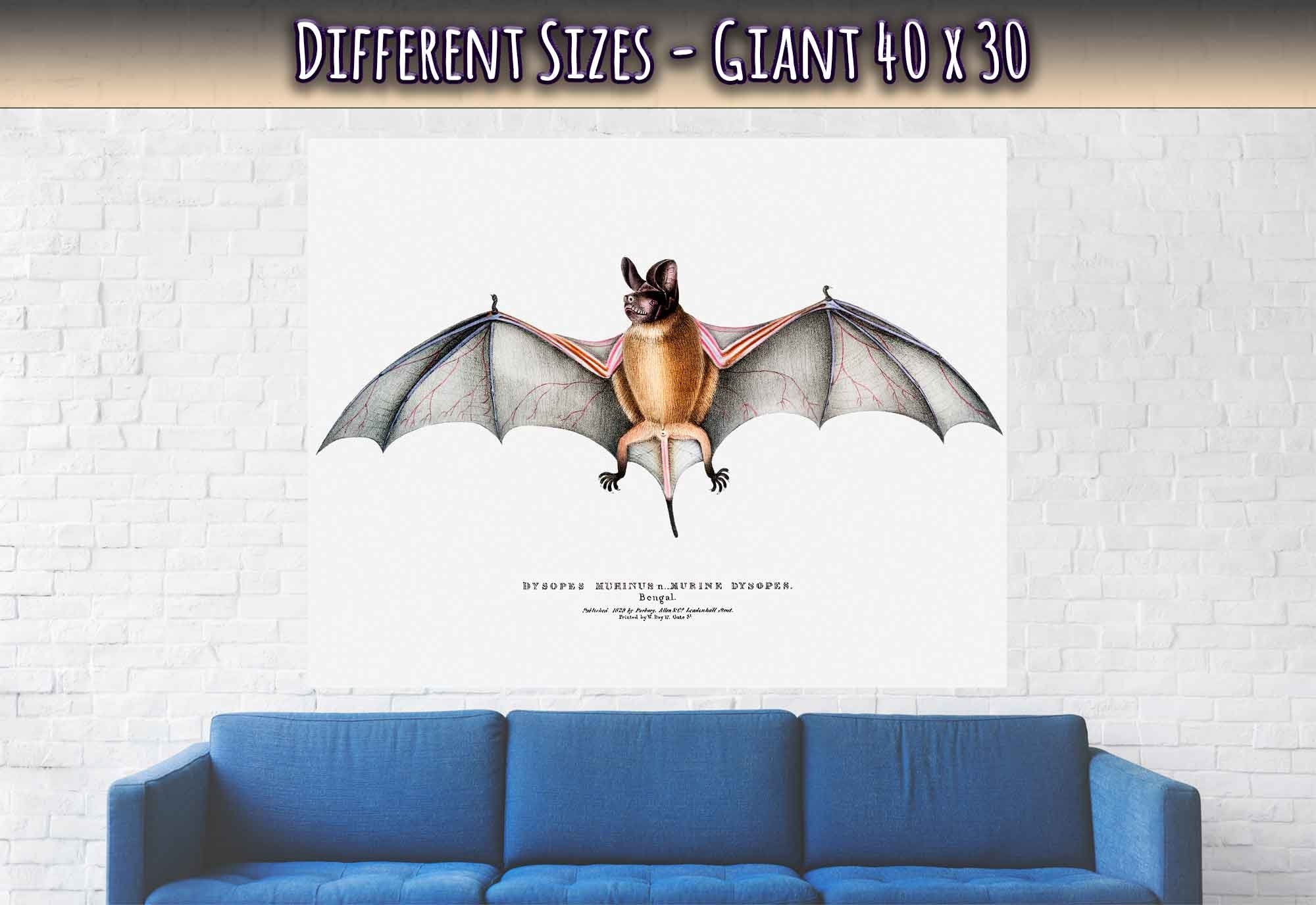 Vintage Bat Poster, John Edward Gray - Vintage Parti Coloured Bat Print - WallArtPrints4U