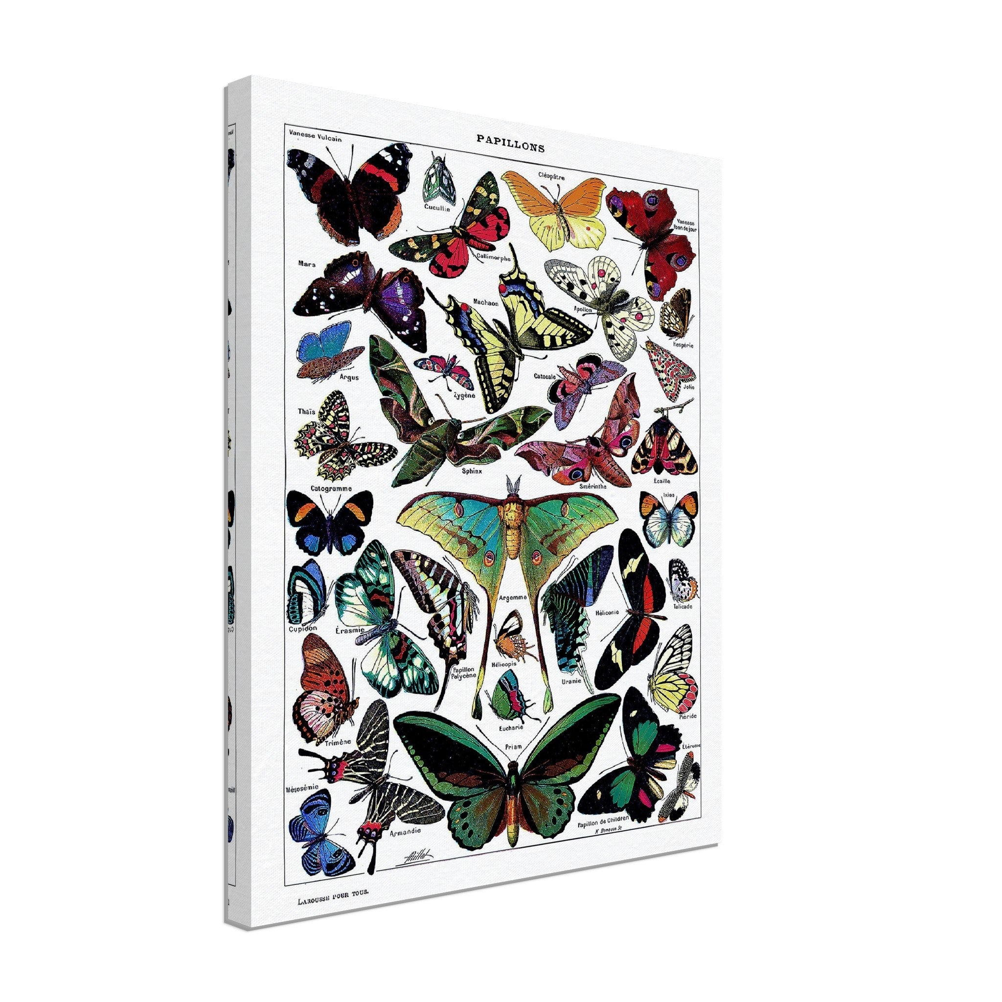 Vintage Butterfly Canvas - Adolphe Millot - Papillons (Butterfly) Canvas Print - WallArtPrints4U