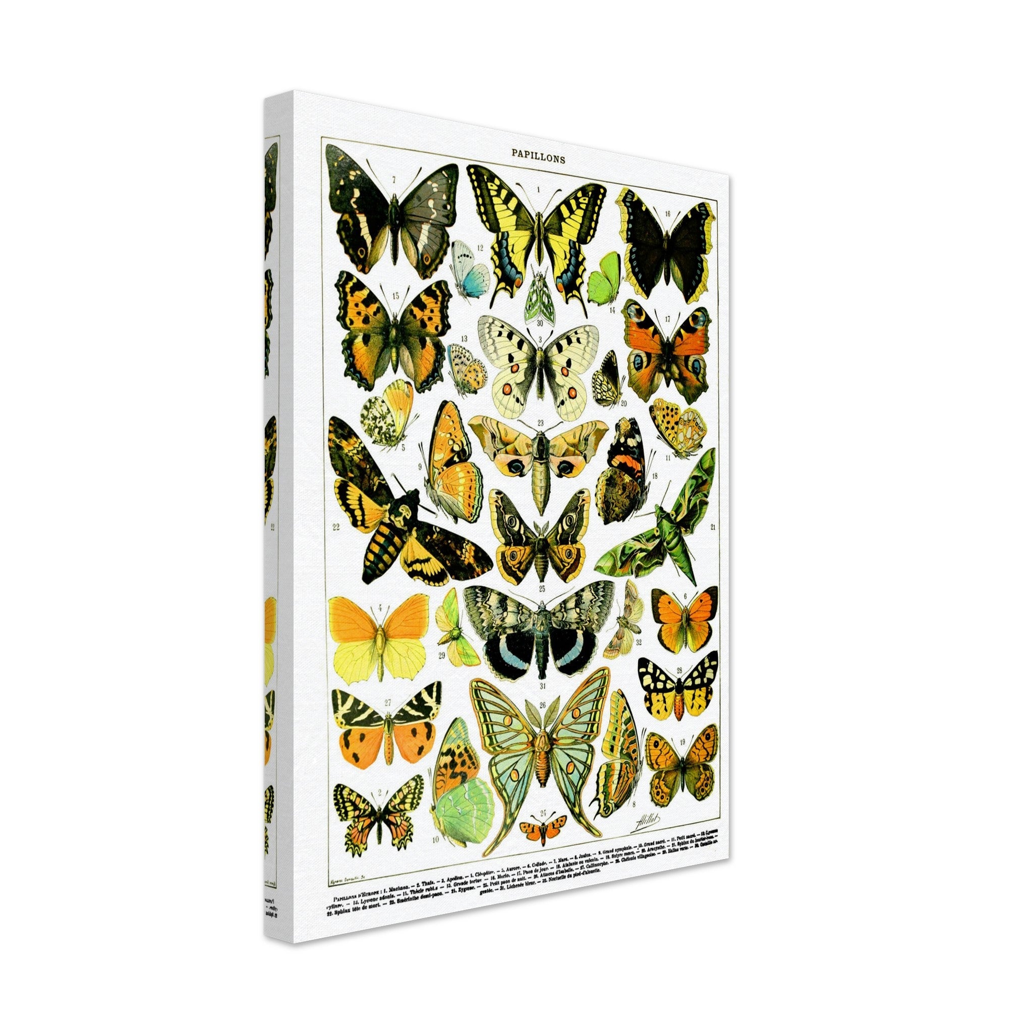 Vintage Butterfly Canvas, Adolphe Millot - Papillons (Butterfly) Canvas Print - WallArtPrints4U
