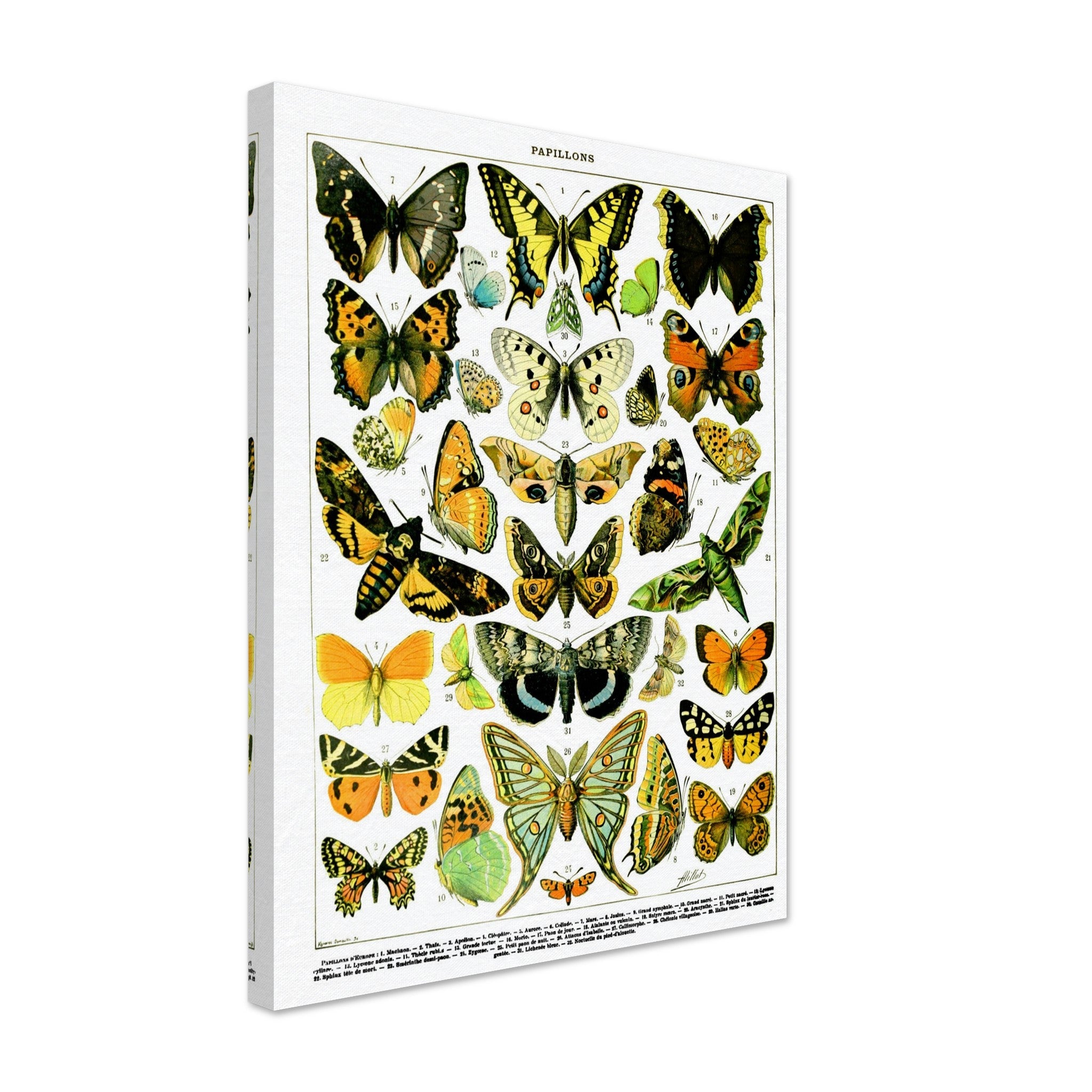 Vintage Butterfly Canvas, Adolphe Millot - Papillons (Butterfly) Canvas Print - WallArtPrints4U