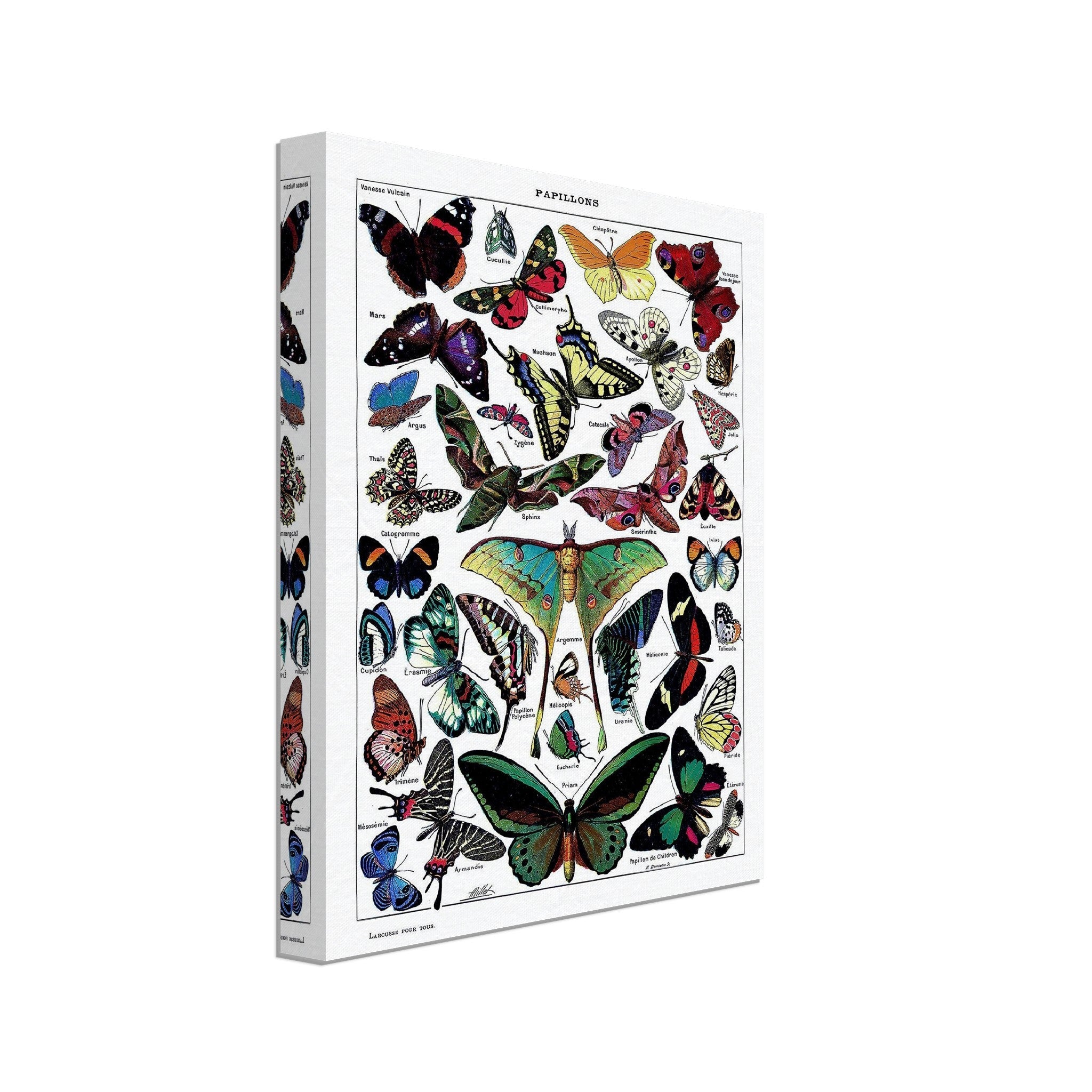 Vintage Butterfly Canvas - Adolphe Millot - Papillons (Butterfly) Canvas Print - WallArtPrints4U