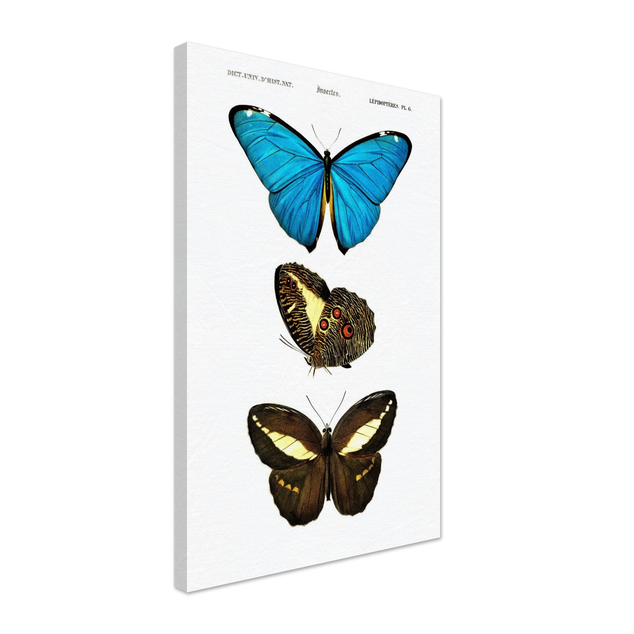 Vintage Butterfly Canvas, Set Of 3 Butterflies, Charles Dessalines, Vintage Wall Art Butterflies Canvas Print - WallArtPrints4U
