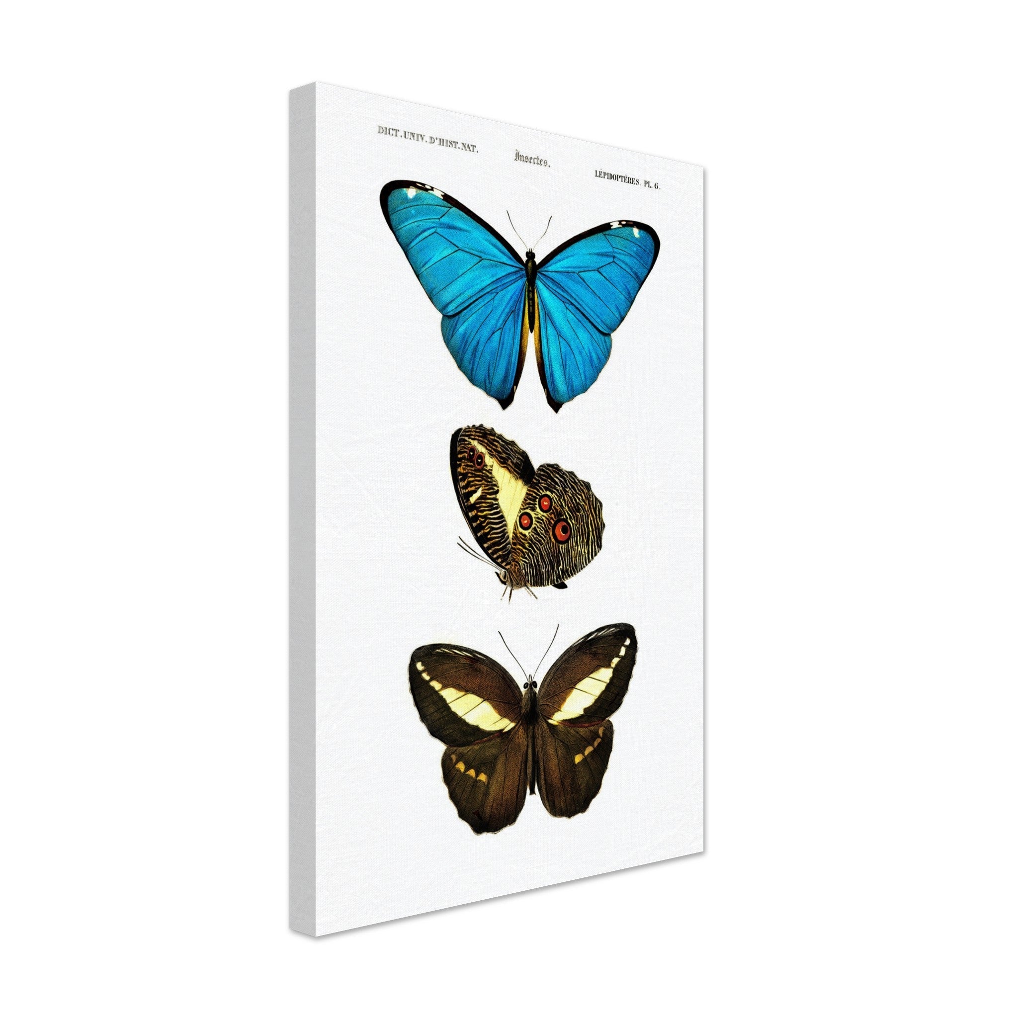 Vintage Butterfly Canvas, Set Of 3 Butterflies, Charles Dessalines, Vintage Wall Art Butterflies Canvas Print - WallArtPrints4U