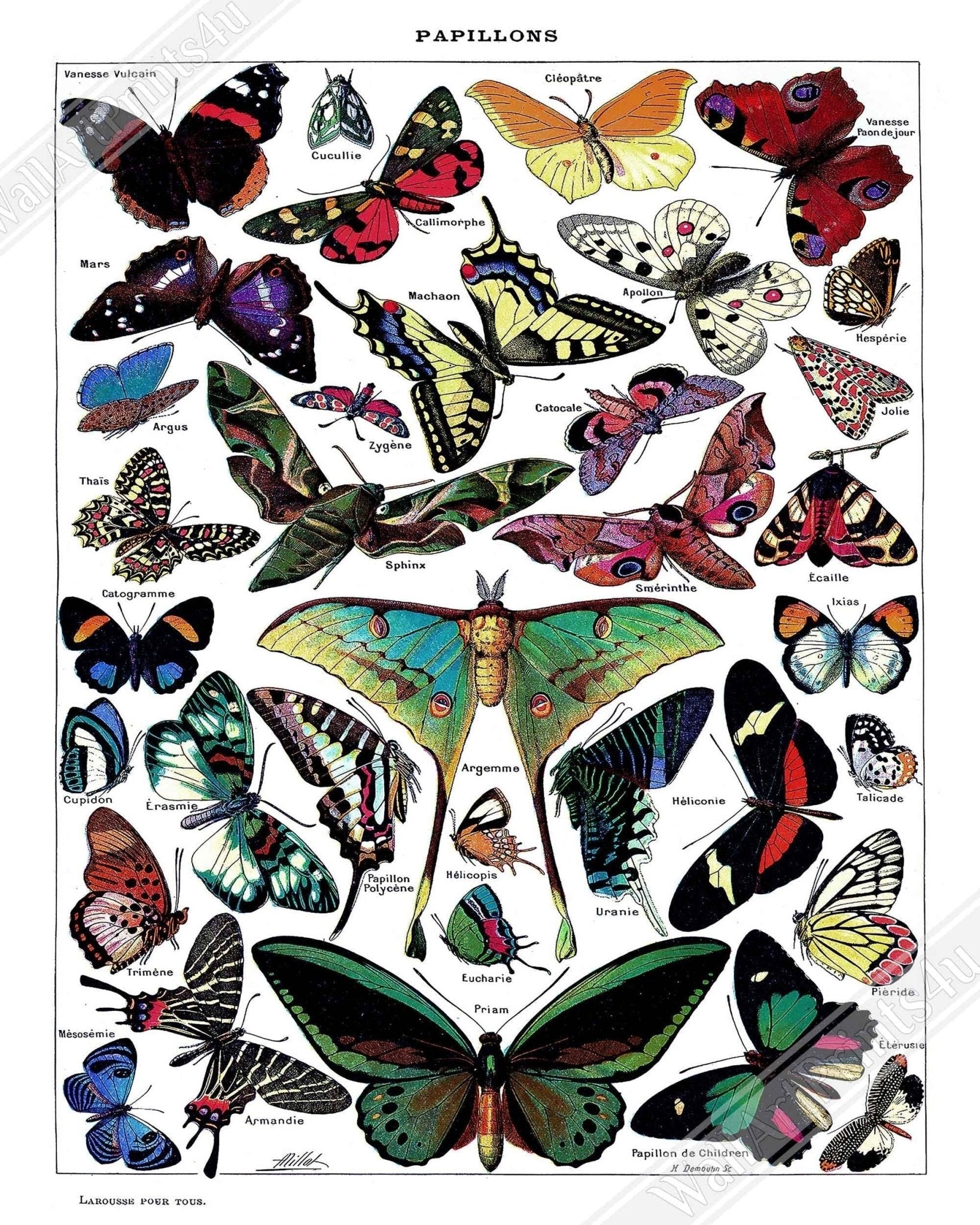 Vintage Butterfly Framed - Adolphe Millot - Papillons (Butterfly) Framed Print UK, EU USA Domestic Shipping - WallArtPrints4U