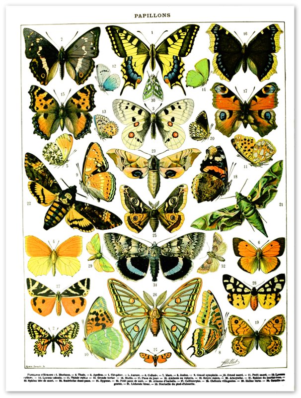 Vintage Butterfly Poster, Adolphe Millot - Papillons (Butterfly) Poster Print - WallArtPrints4U