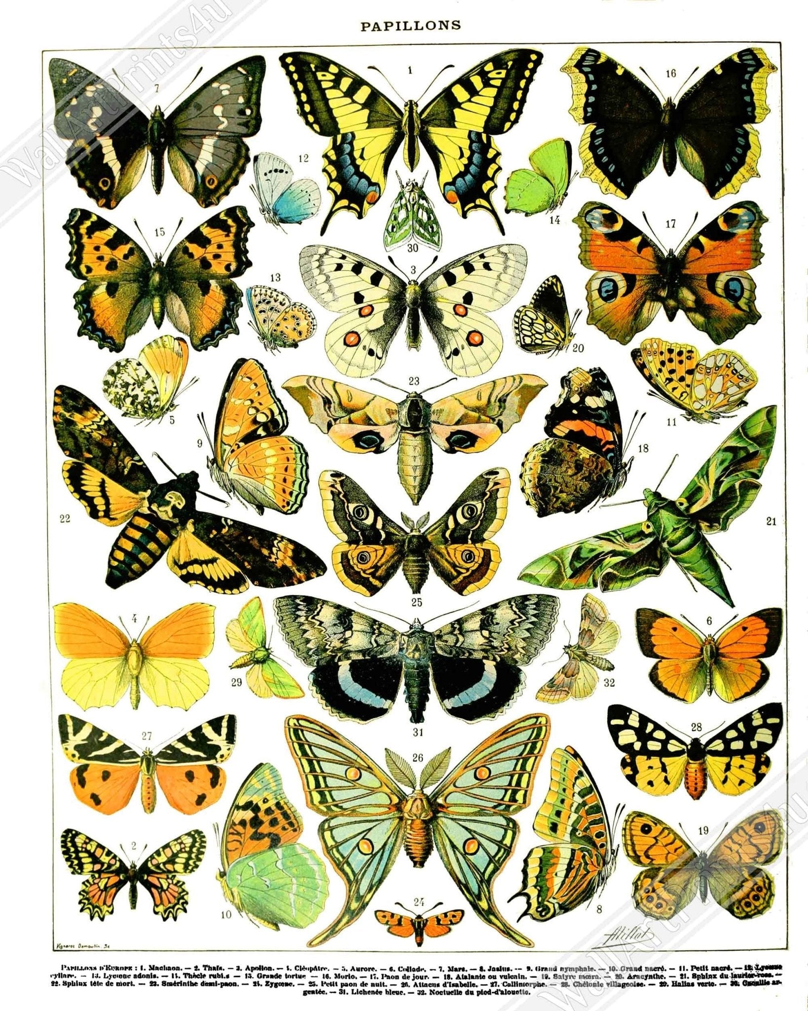 Vintage Butterfly Poster, Adolphe Millot - Papillons (Butterfly) Poster Print - WallArtPrints4U