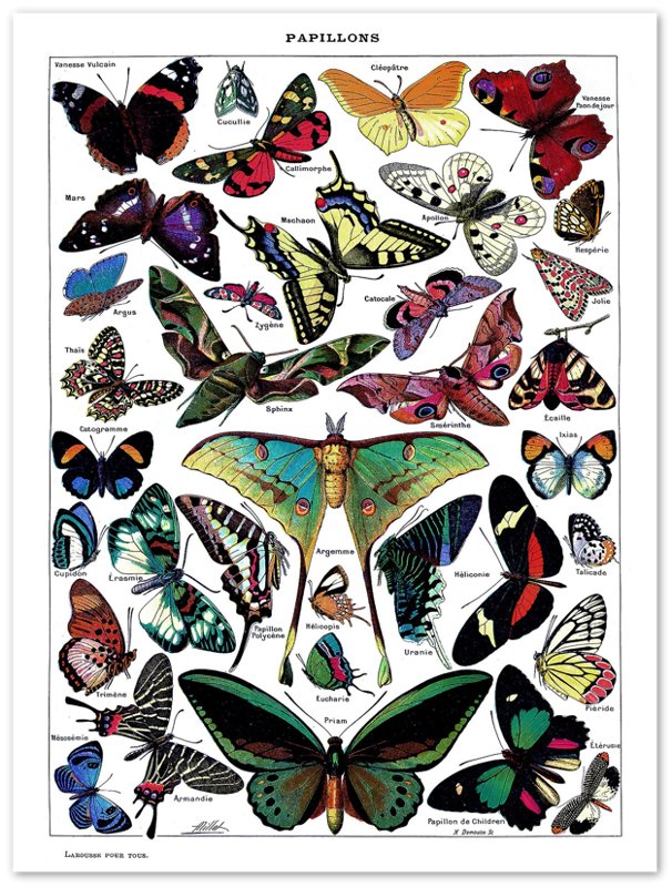 Vintage Butterfly Poster - Adolphe Millot - Papillons (Butterfly) Print - WallArtPrints4U
