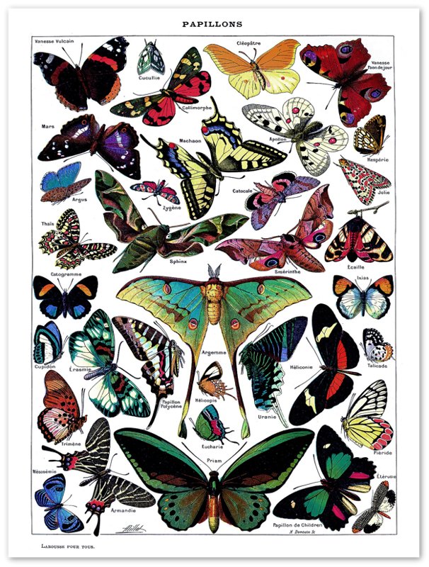 Vintage Butterfly Poster - Adolphe Millot - Papillons (Butterfly) Print - WallArtPrints4U