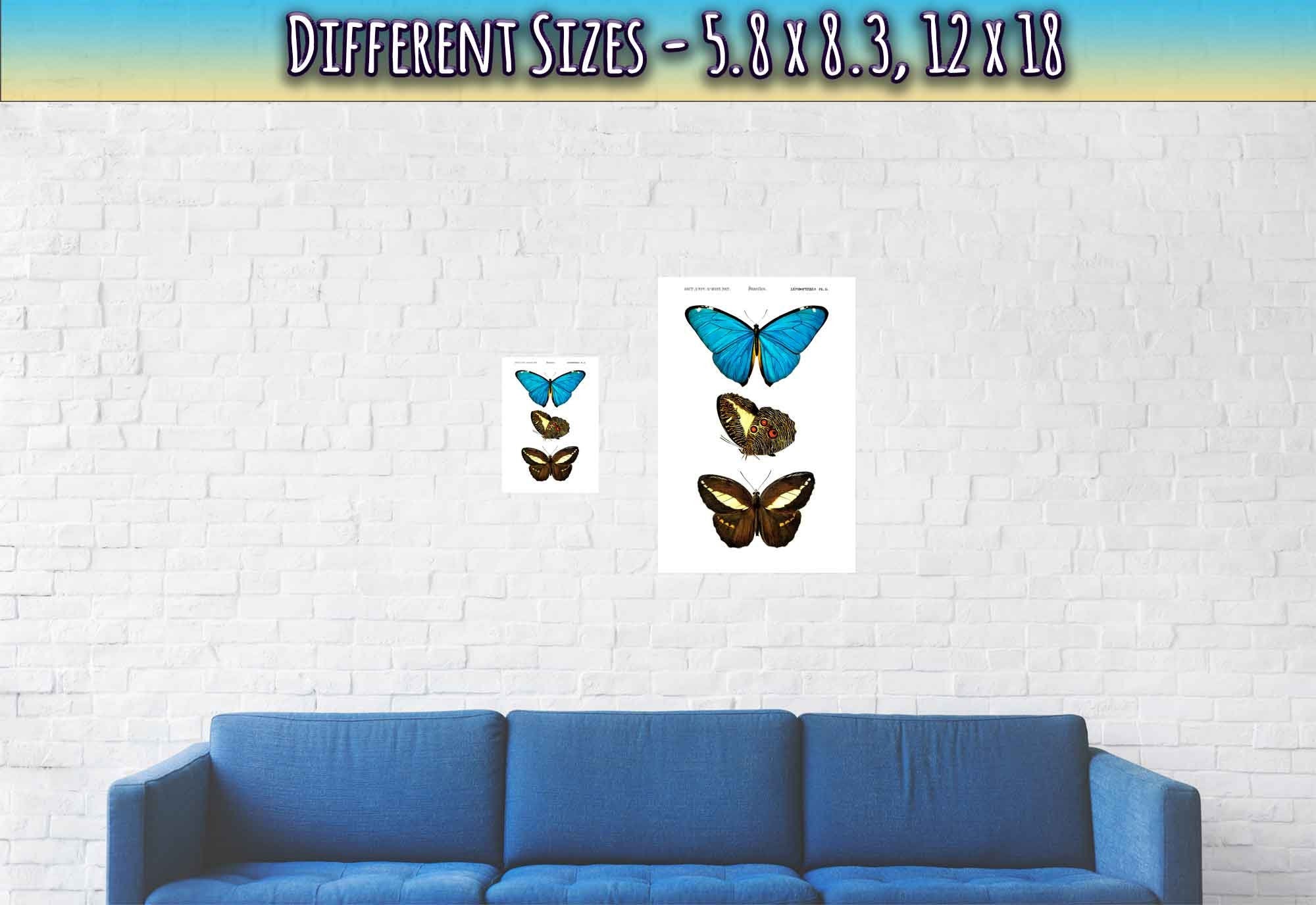 Vintage Butterfly Poster, Set Of 3 Butterflies, Charles Dessalines, Vintage Wall Art Butterflies Print - WallArtPrints4U