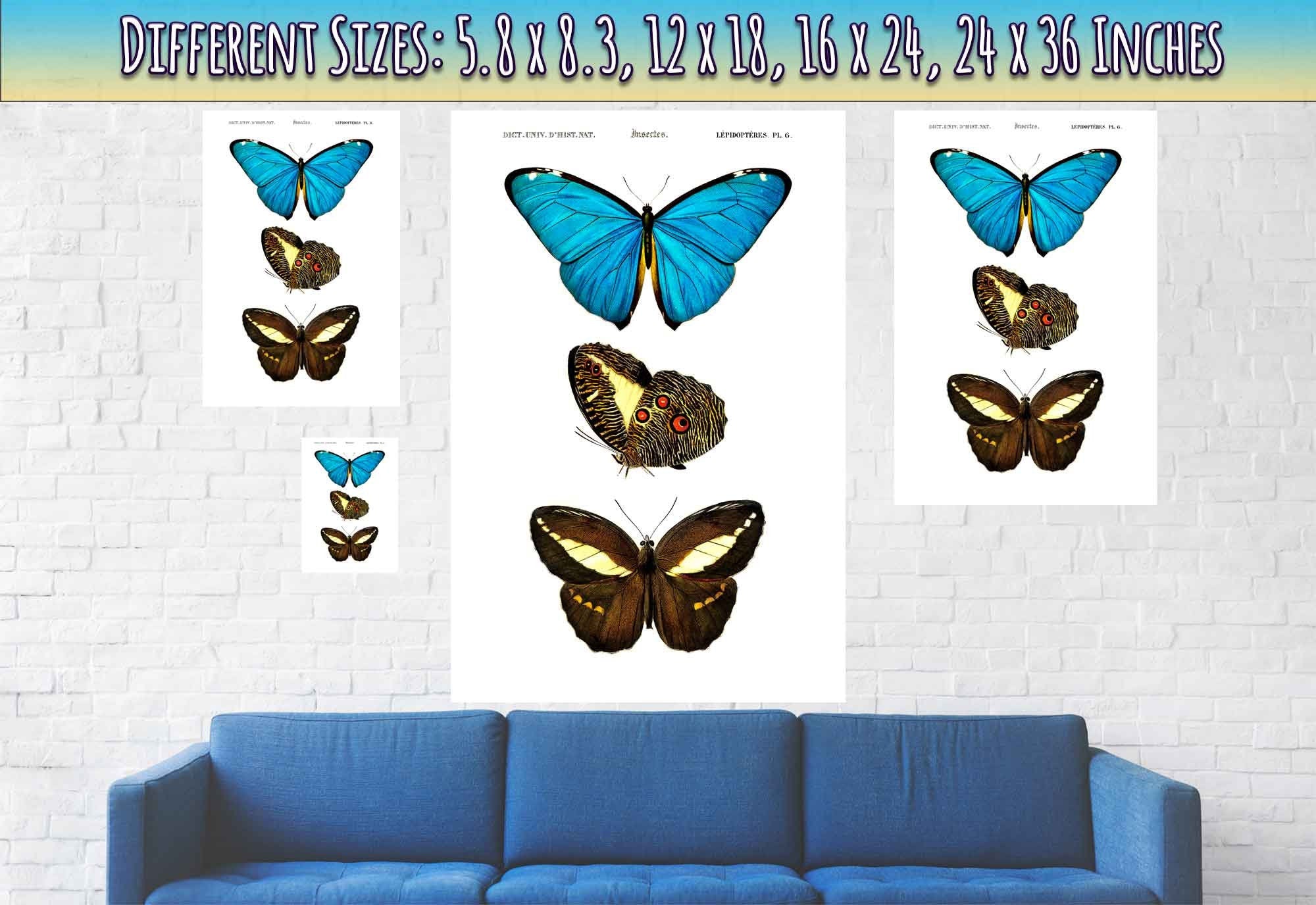 Vintage Butterfly Poster, Set Of 3 Butterflies, Charles Dessalines, Vintage Wall Art Butterflies Print - WallArtPrints4U