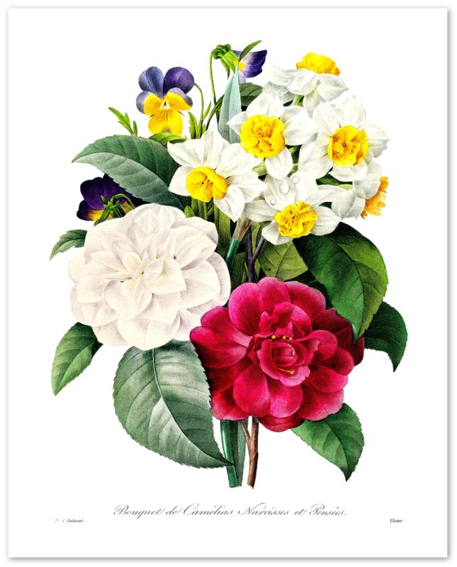 Vintage Camellia Pansy Poster - Flower Wall Art - Pierre Joseph Redoute Botanical Artist - WallArtPrints4U