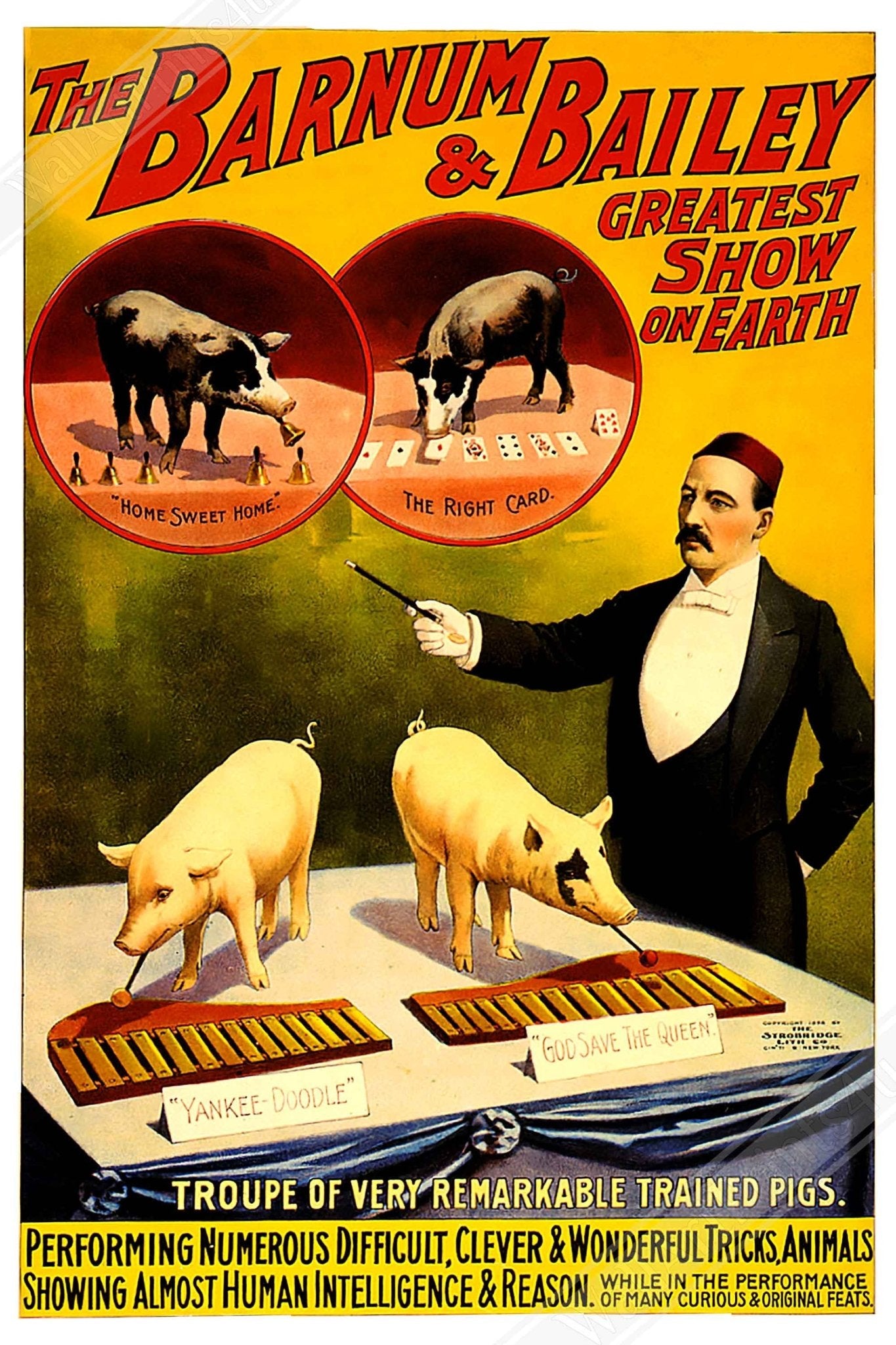 Vintage Circus Poster, Remarkable Pigs Barnum & Bailey, Greates Show On Earth, From 1898. - WallArtPrints4U