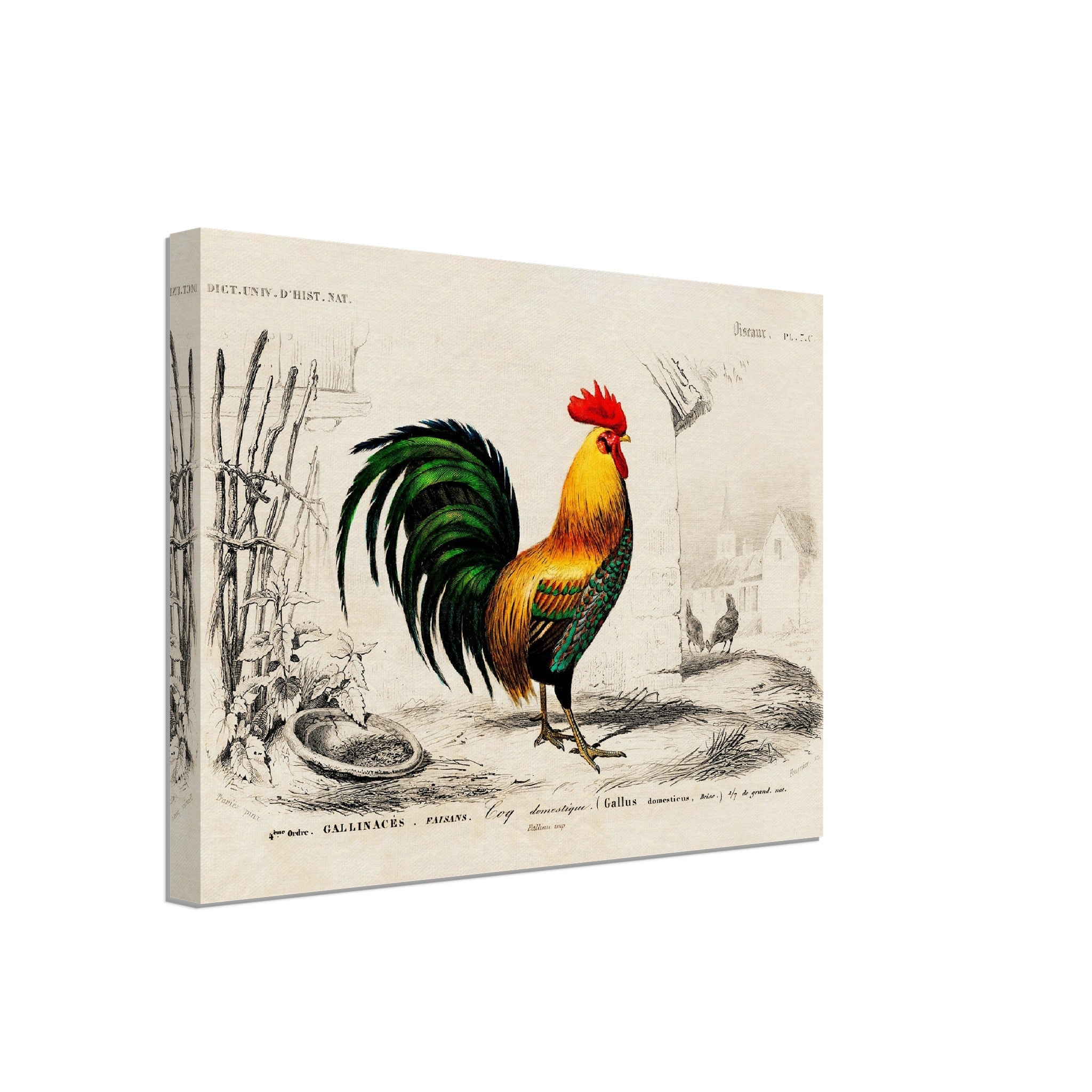 Vintage Cock Canvas, Charles Dessalines, Vintage Cockerel Art - Vintage Cockerel Canvas Print - WallArtPrints4U