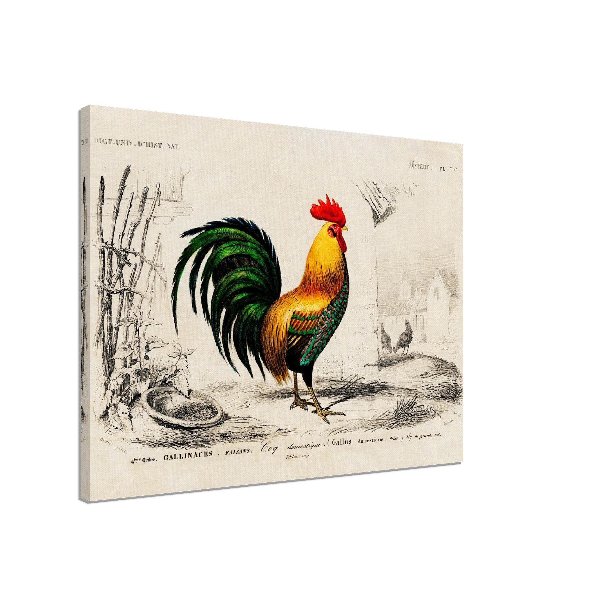 Vintage Cock Canvas, Charles Dessalines, Vintage Cockerel Art - Vintage Cockerel Canvas Print - WallArtPrints4U