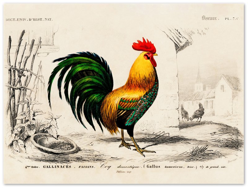 Vintage Cock Poster, Charles Dessalines, Vintage Cockerel Art - Vintage Cockerel Print - WallArtPrints4U