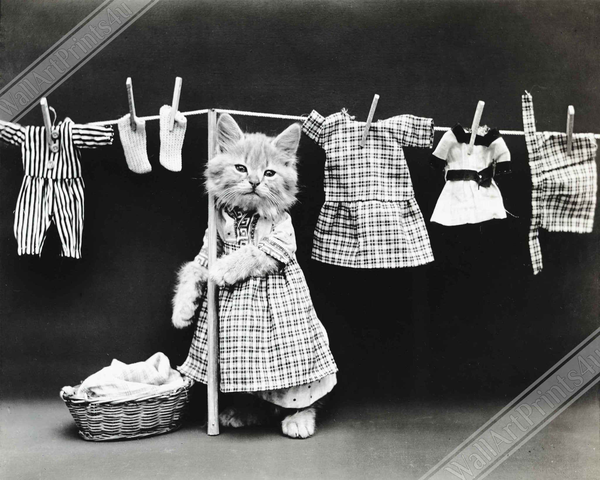 Vintage Cute Cat Framed Print Hanging Washing - Cute Kitten Framed Print - Vintage Kitten Framed - WallArtPrints4U