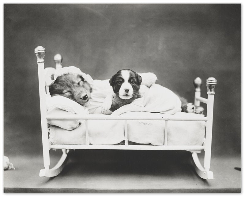 Vintage Cute Dog Poster Print Bedtime Puppy - Cute Puppy Print - Vintage Dog Puppy Poster - WallArtPrints4U