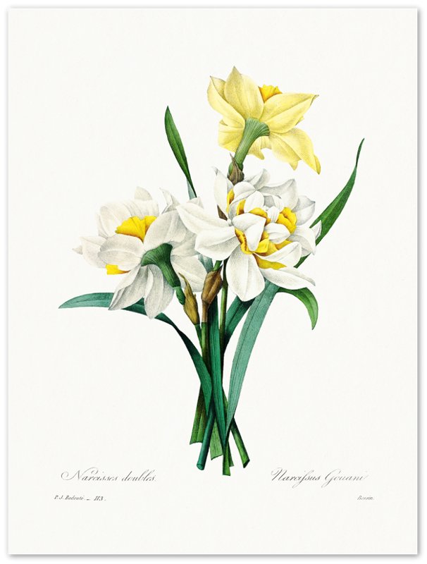 Vintage Daffodils Print - Flower Wall Art - Pierre Joseph Redoute Botanical Artist - WallArtPrints4U