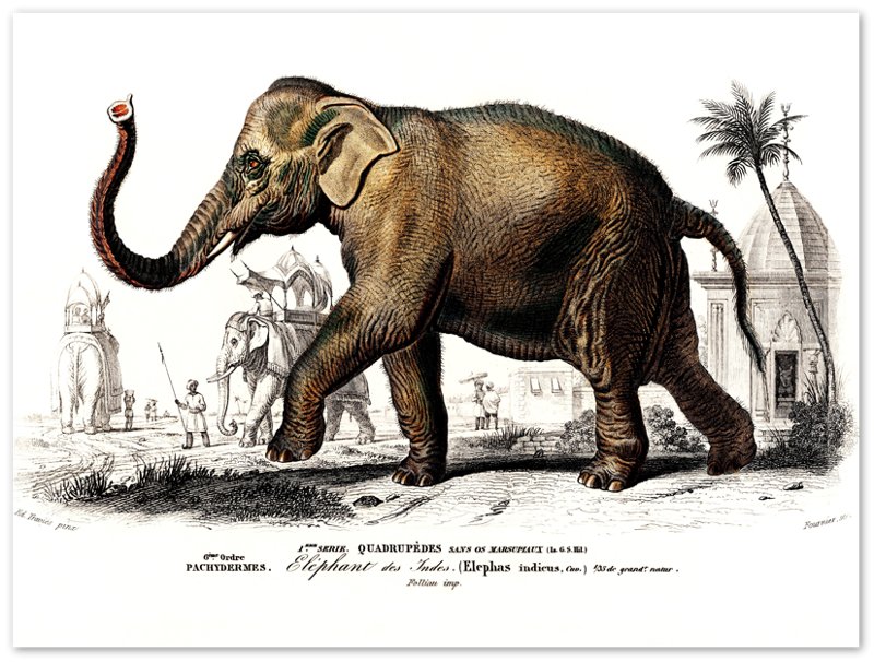 Vintage Elephant Poster, Charles Dessalines, Vintage Asiatic Elephant Art - Vintage Elephant Print - WallArtPrints4U