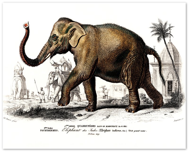 Vintage Elephant Poster, Charles Dessalines, Vintage Asiatic Elephant Art - Vintage Elephant Print - WallArtPrints4U