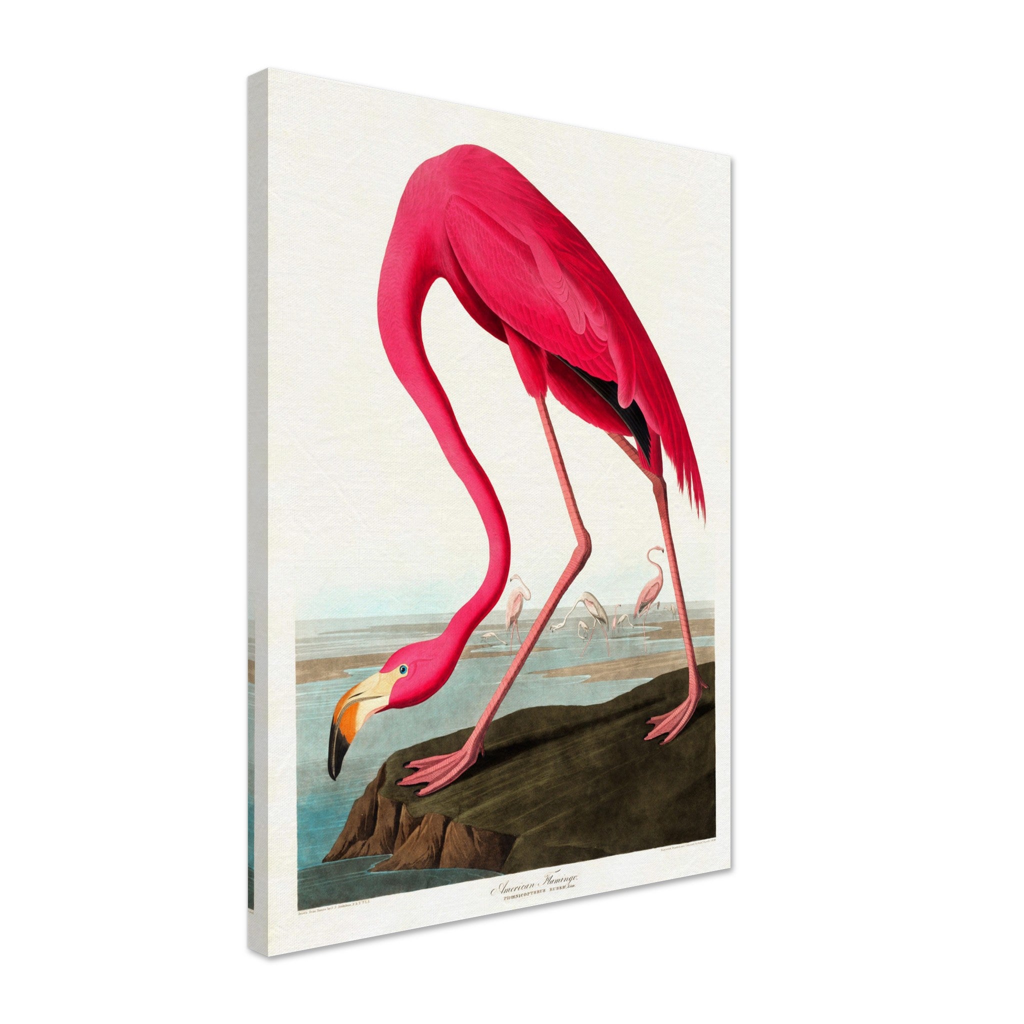 Vintage Flamingo Canvas, John Audubon, Vintage Texian Flamingo Art - Vintage Flamingo Canvas Print - WallArtPrints4U