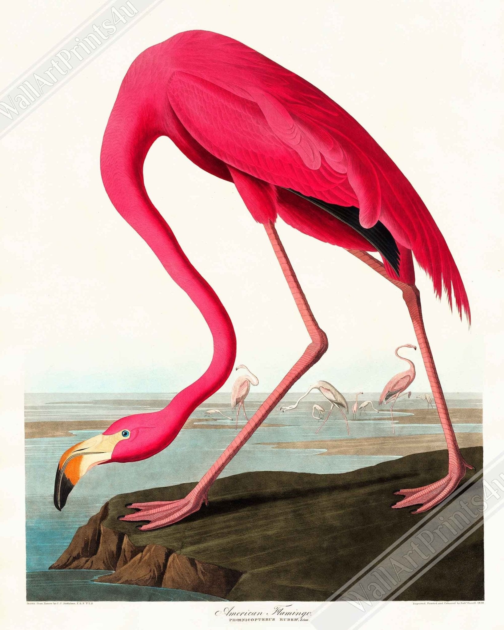 Vintage Flamingo Canvas, John Audubon, Vintage Texian Flamingo Art - Vintage Flamingo Canvas Print - WallArtPrints4U