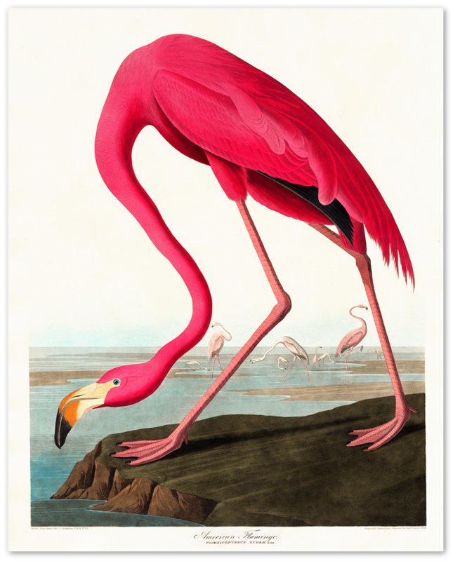 Vintage Flamingo Poster, John Audubon, Vintage Texian Flamingo Art - Vintage Flamingo Print - WallArtPrints4U