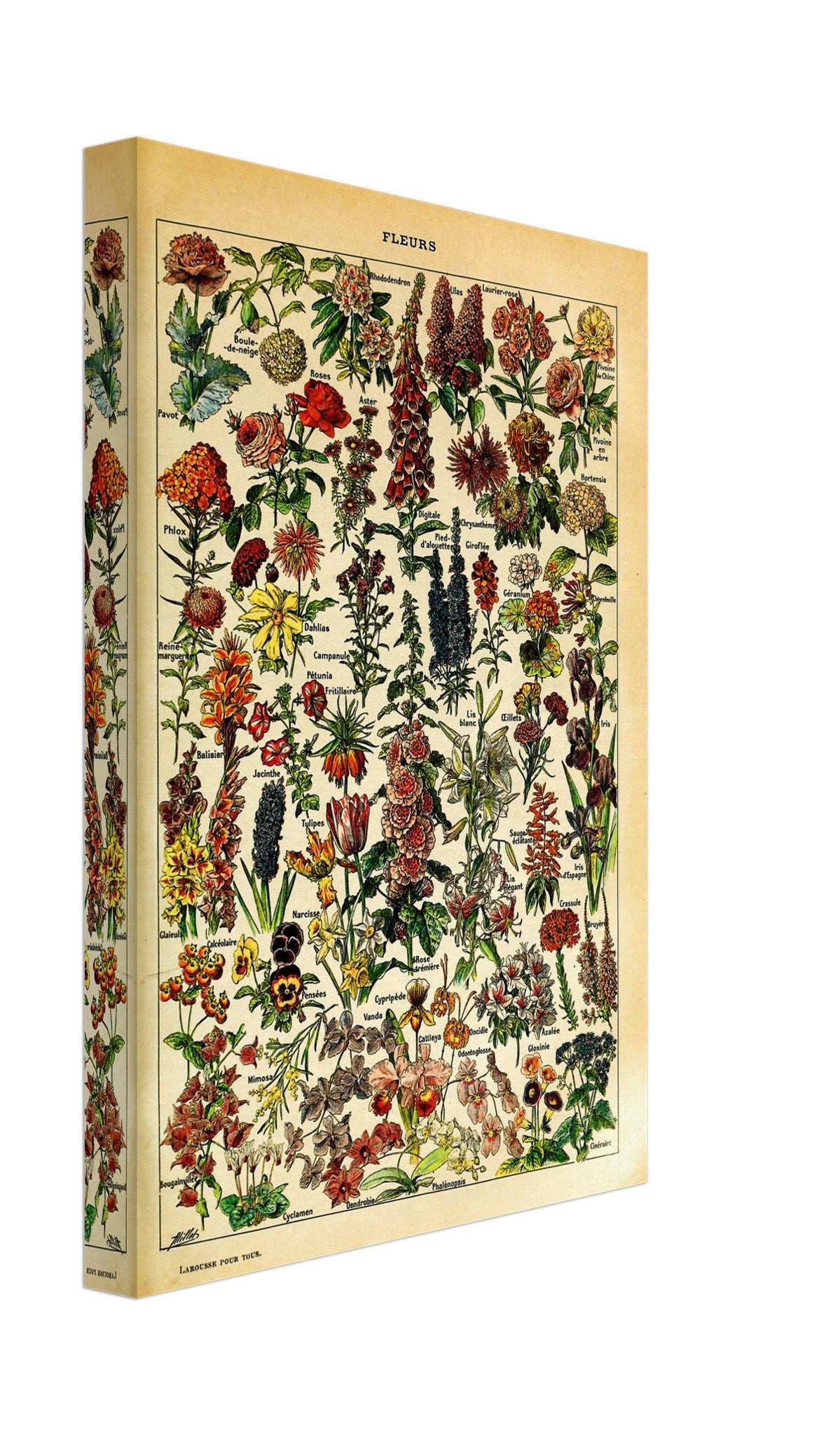 Vintage Flower Canvas - Fleurs Adolphe Millot - Fleurs Pour Tous Canvas Print - WallArtPrints4U