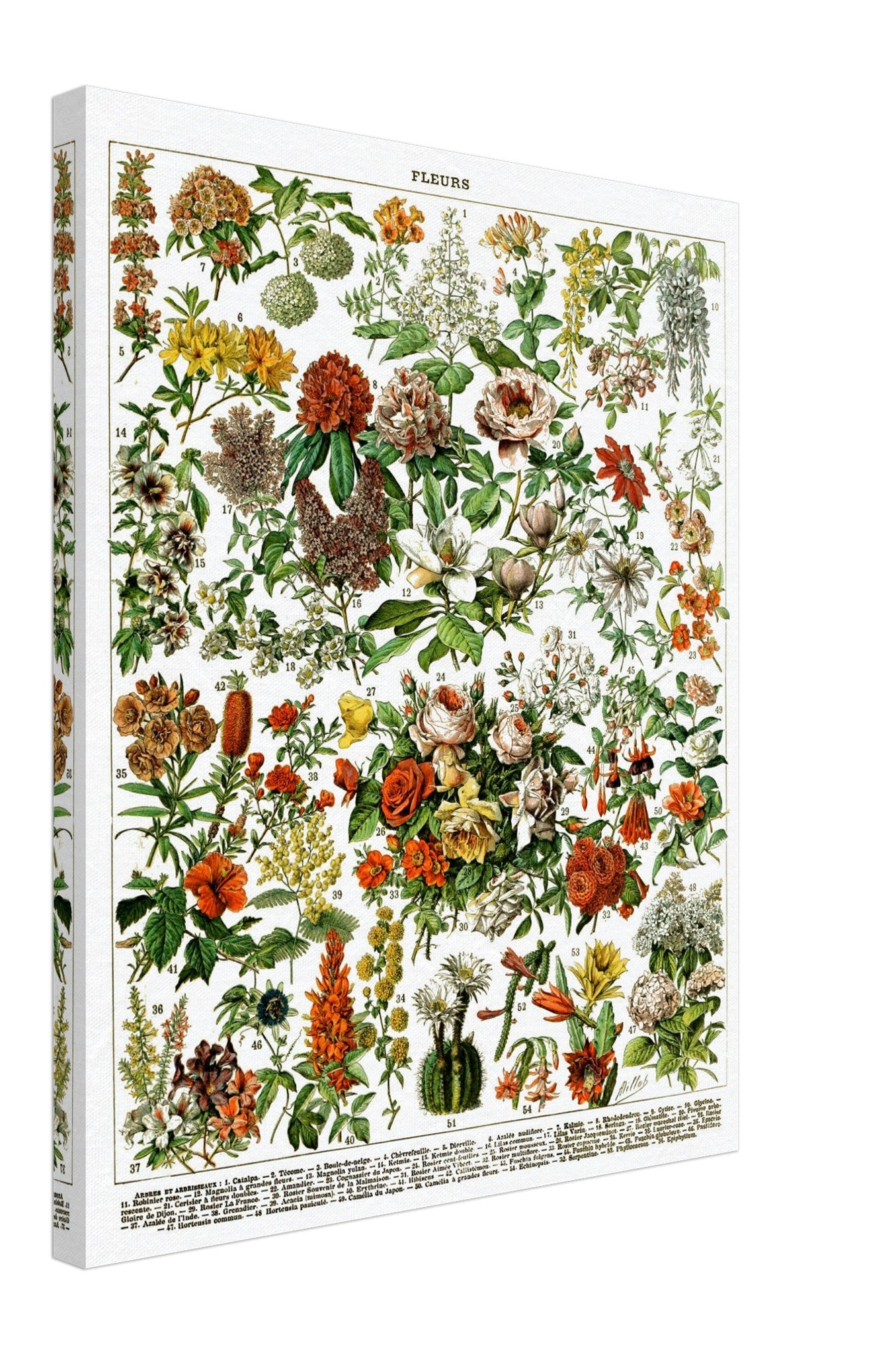 Vintage Flower Canvas Series - Fleurs Adolphe Millot - Fleurs Pour Tous Canvas Print. - WallArtPrints4U
