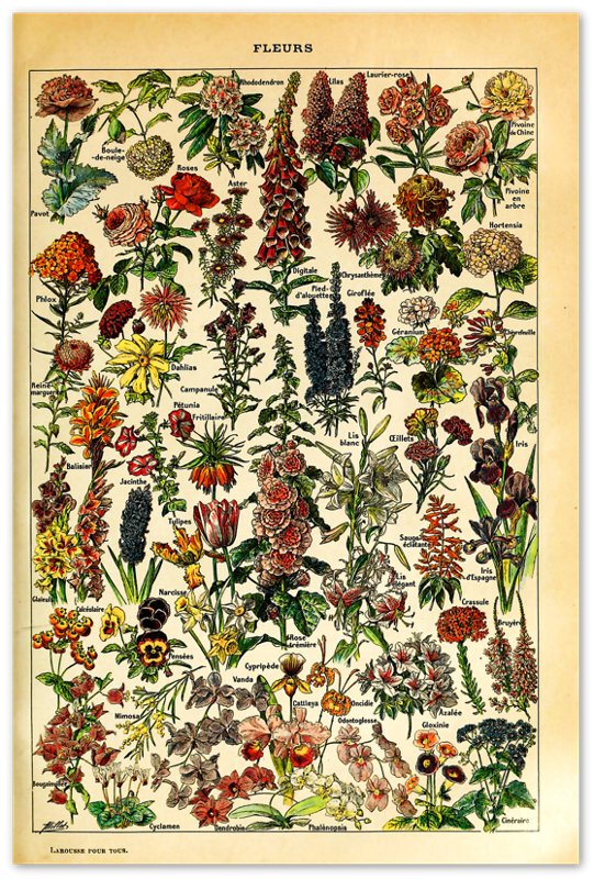 Vintage Flower Poster - Fleurs Adolphe Millot - Fleurs Pour Tous Print - WallArtPrints4U