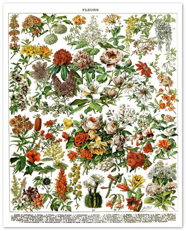 Vintage Flower Poster Series - Fleurs Adolphe Millot - Fleurs Pour Tous Print - WallArtPrints4U