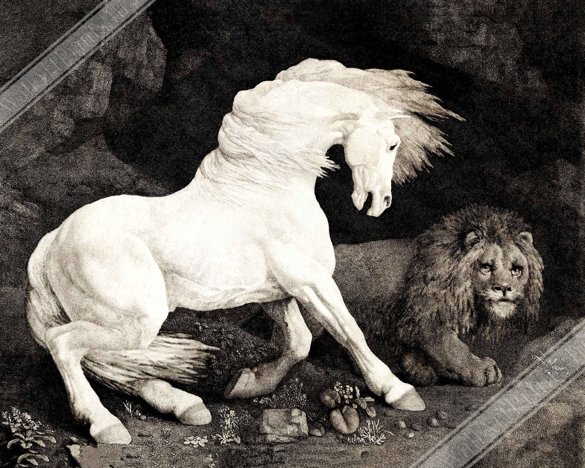 Vintage Frightened Horse Canvas Print, A Horse Affrighted By A Lion - George Stubbs - WallArtPrints4U