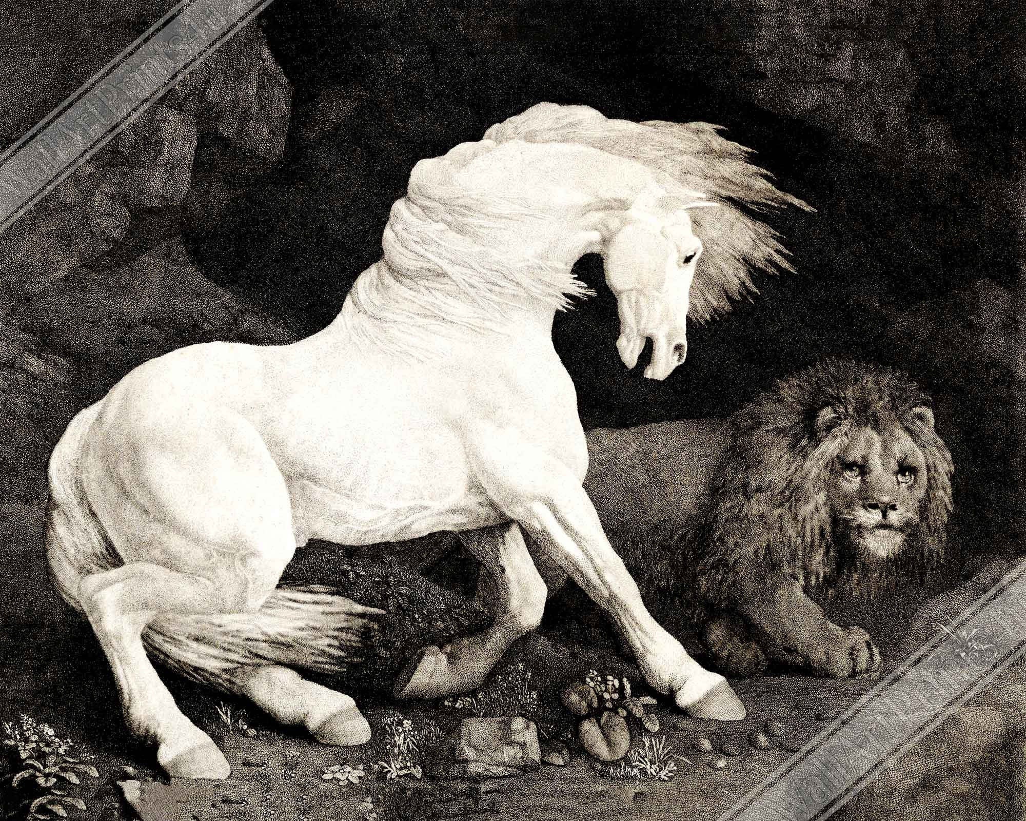 Vintage Frightened Horse Poster, A Horse Affrighted By A Lion - George Stubbs - WallArtPrints4U
