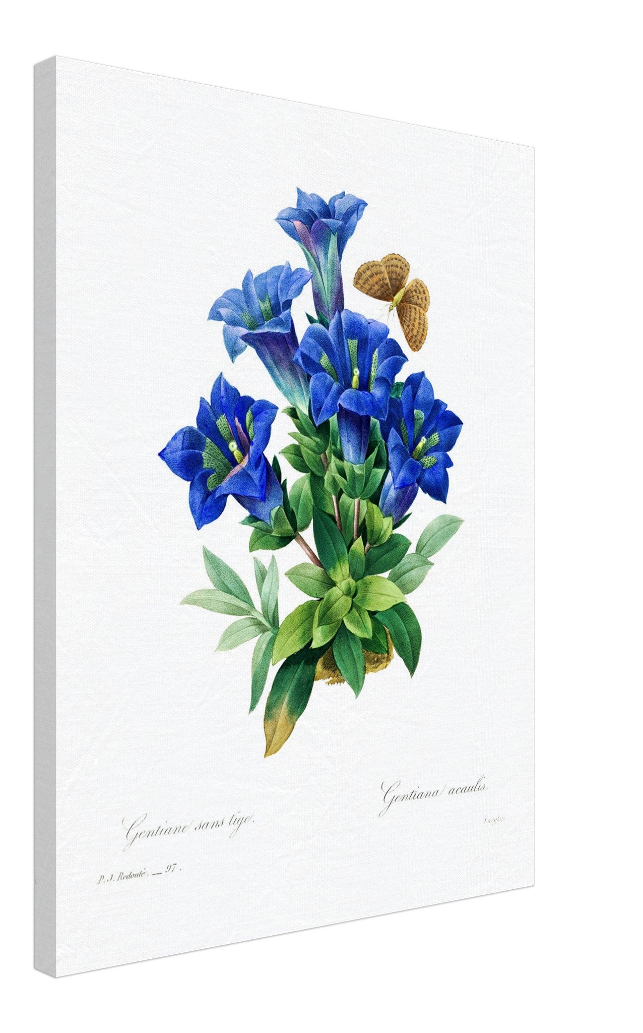 Vintage Gentiana Blue Flower Canvas - Botanical Blue Flower Canvas Print - Pierre Joseph Redoute - WallArtPrints4U