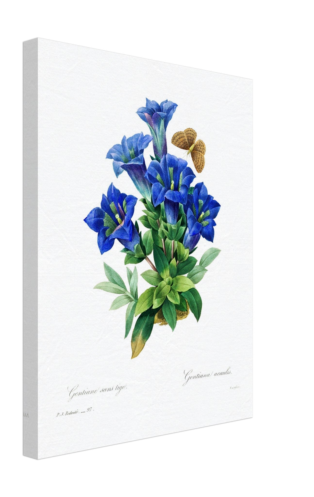 Vintage Gentiana Blue Flower Canvas - Botanical Blue Flower Canvas Print - Pierre Joseph Redoute - WallArtPrints4U