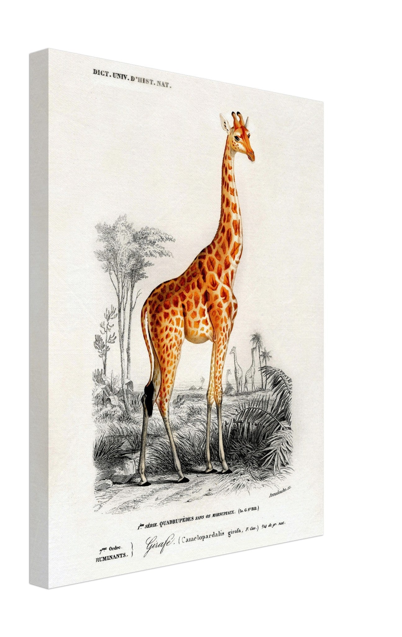 Vintage Giraffe Canvas, Charles Dessalines, Vintage Giraffe Art - Vintage Giraffe Canvas Print - WallArtPrints4U