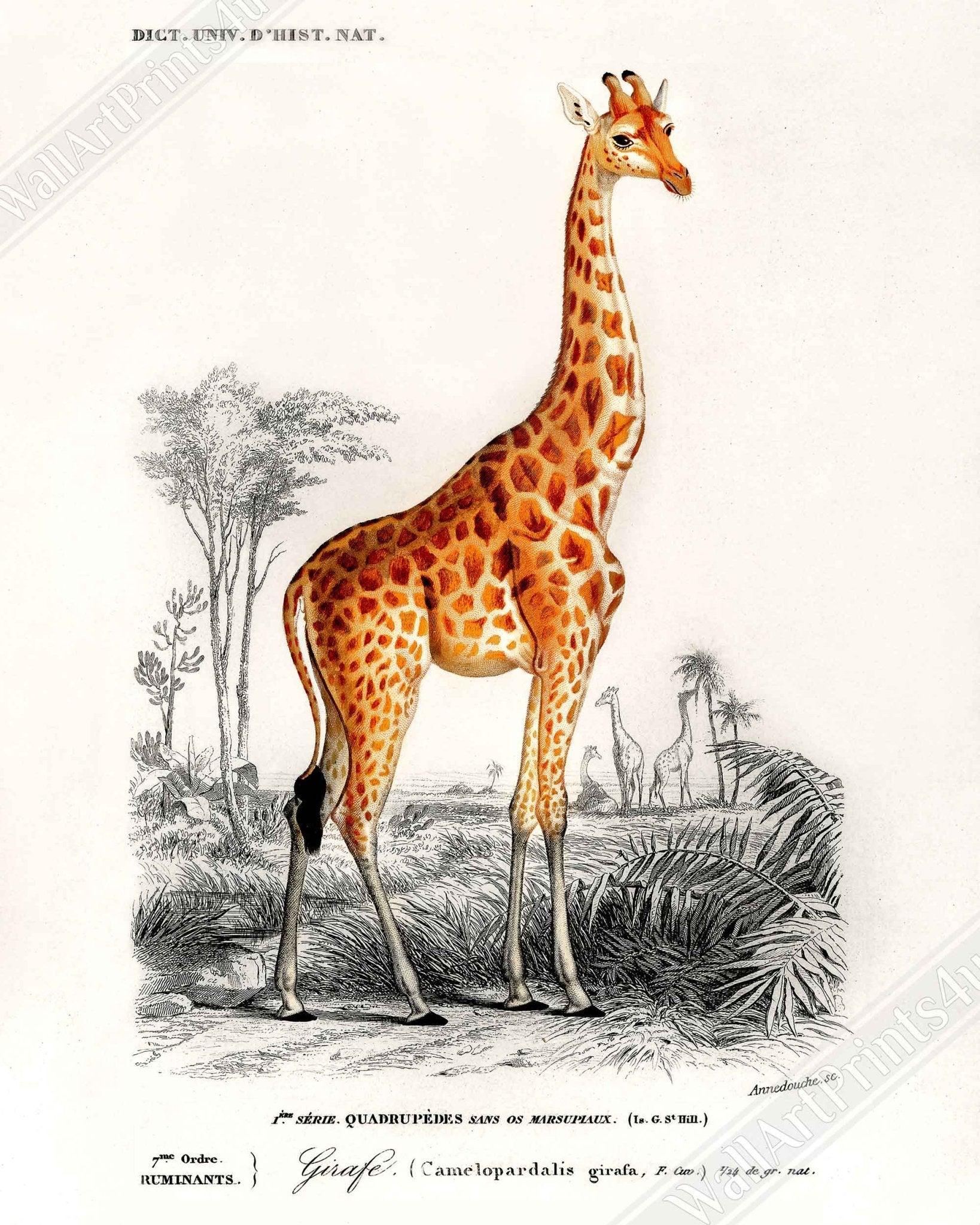 Vintage Giraffe Canvas, Charles Dessalines, Vintage Giraffe Art - Vintage Giraffe Canvas Print - WallArtPrints4U