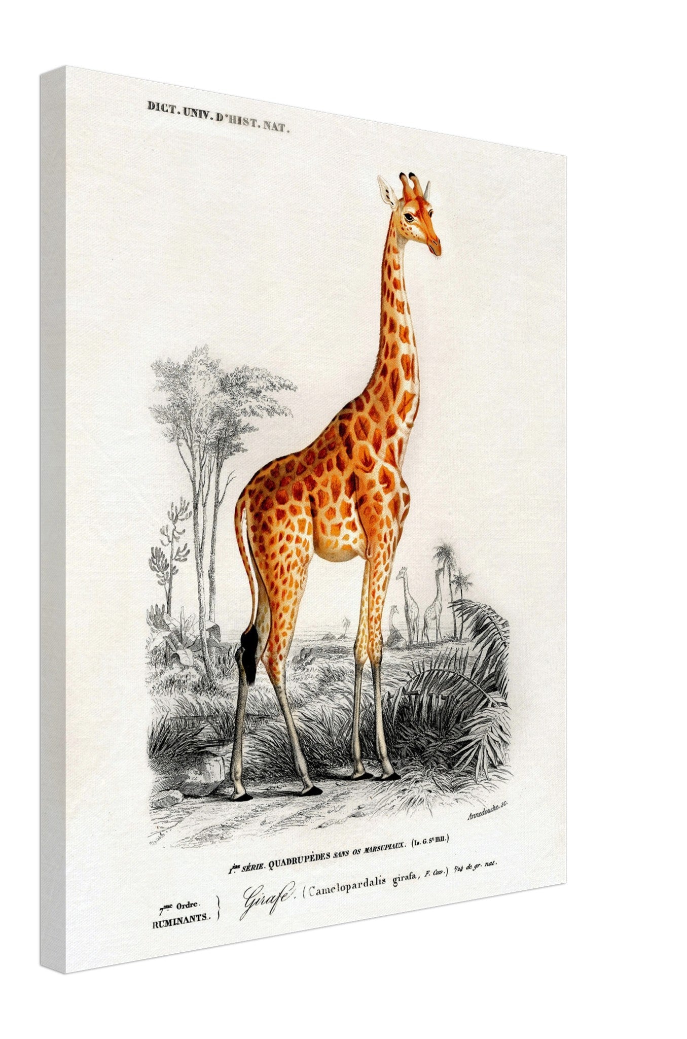 Vintage Giraffe Canvas, Charles Dessalines, Vintage Giraffe Art - Vintage Giraffe Canvas Print - WallArtPrints4U