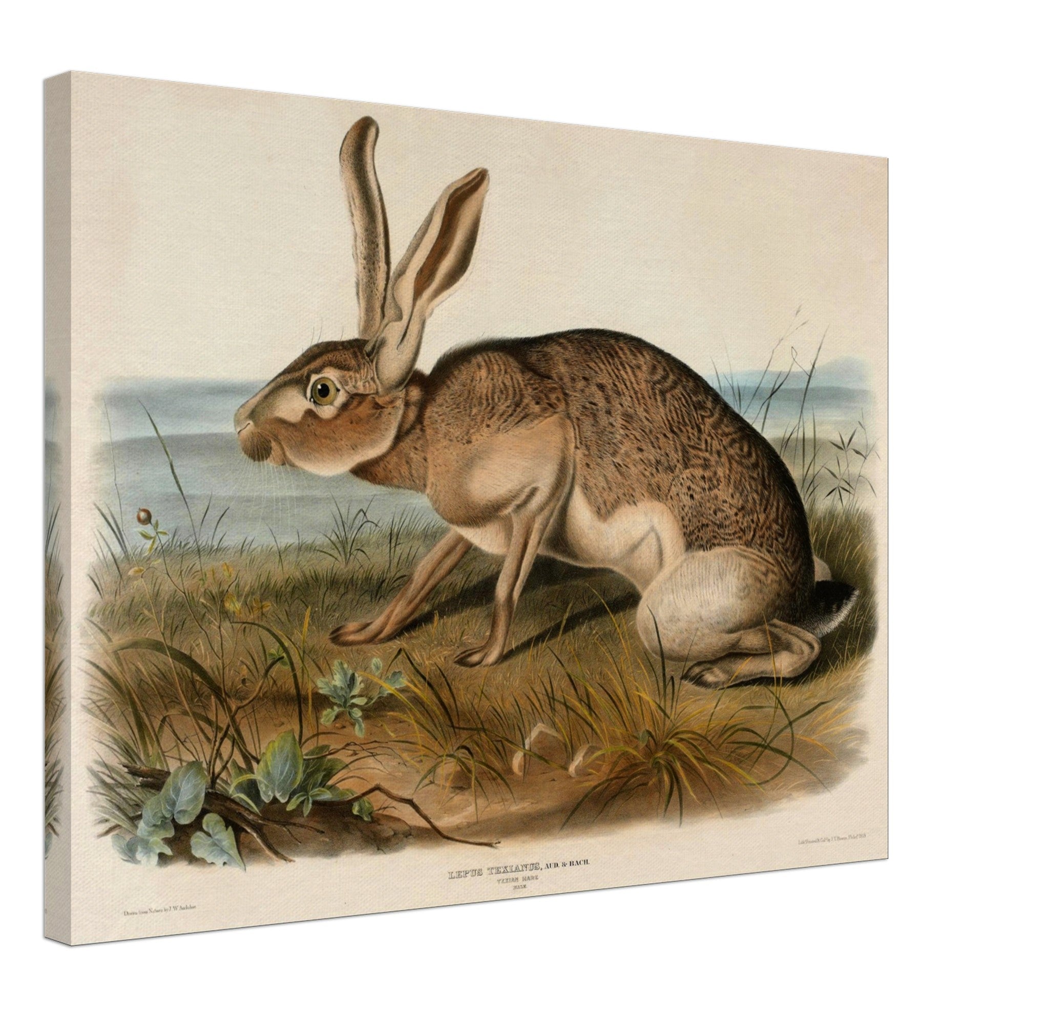 Vintage Hare Canvas, John Audubon, Vintage Texian Hare Art - Vintage Hare Canvas Print - WallArtPrints4U