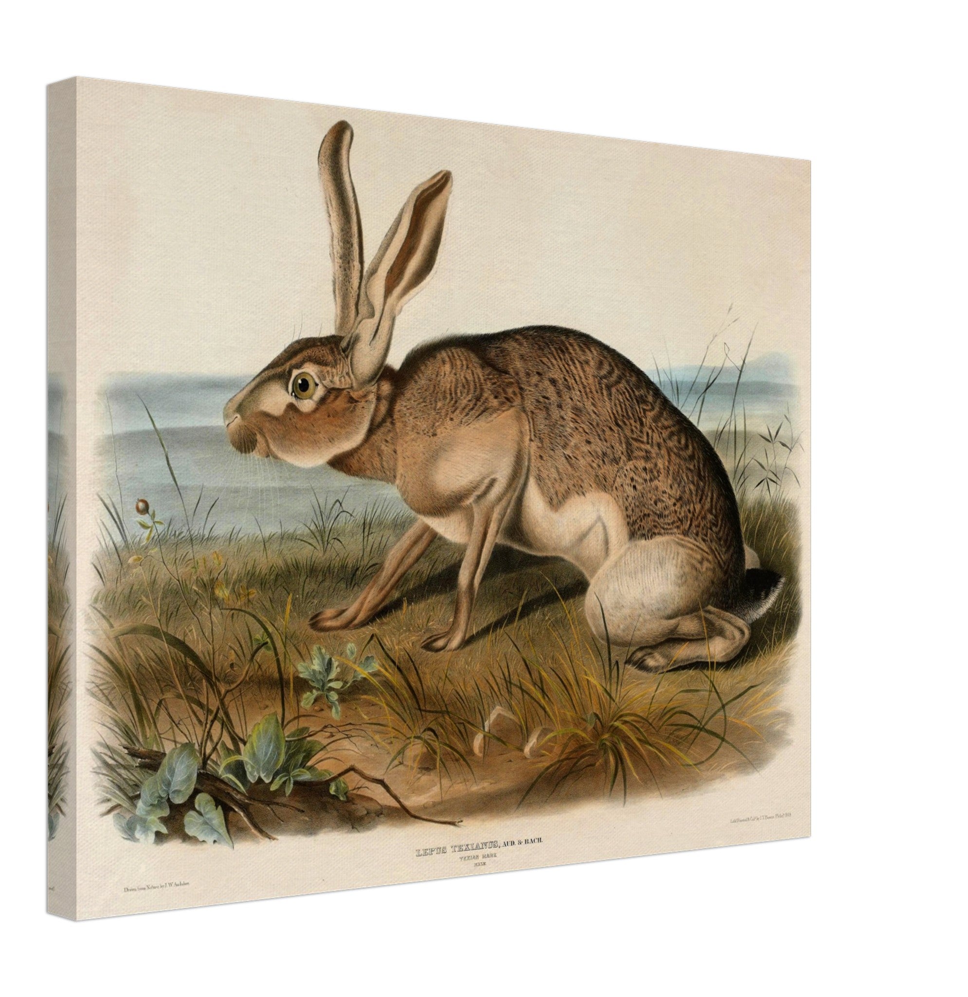 Vintage Hare Canvas, John Audubon, Vintage Texian Hare Art - Vintage Hare Canvas Print - WallArtPrints4U