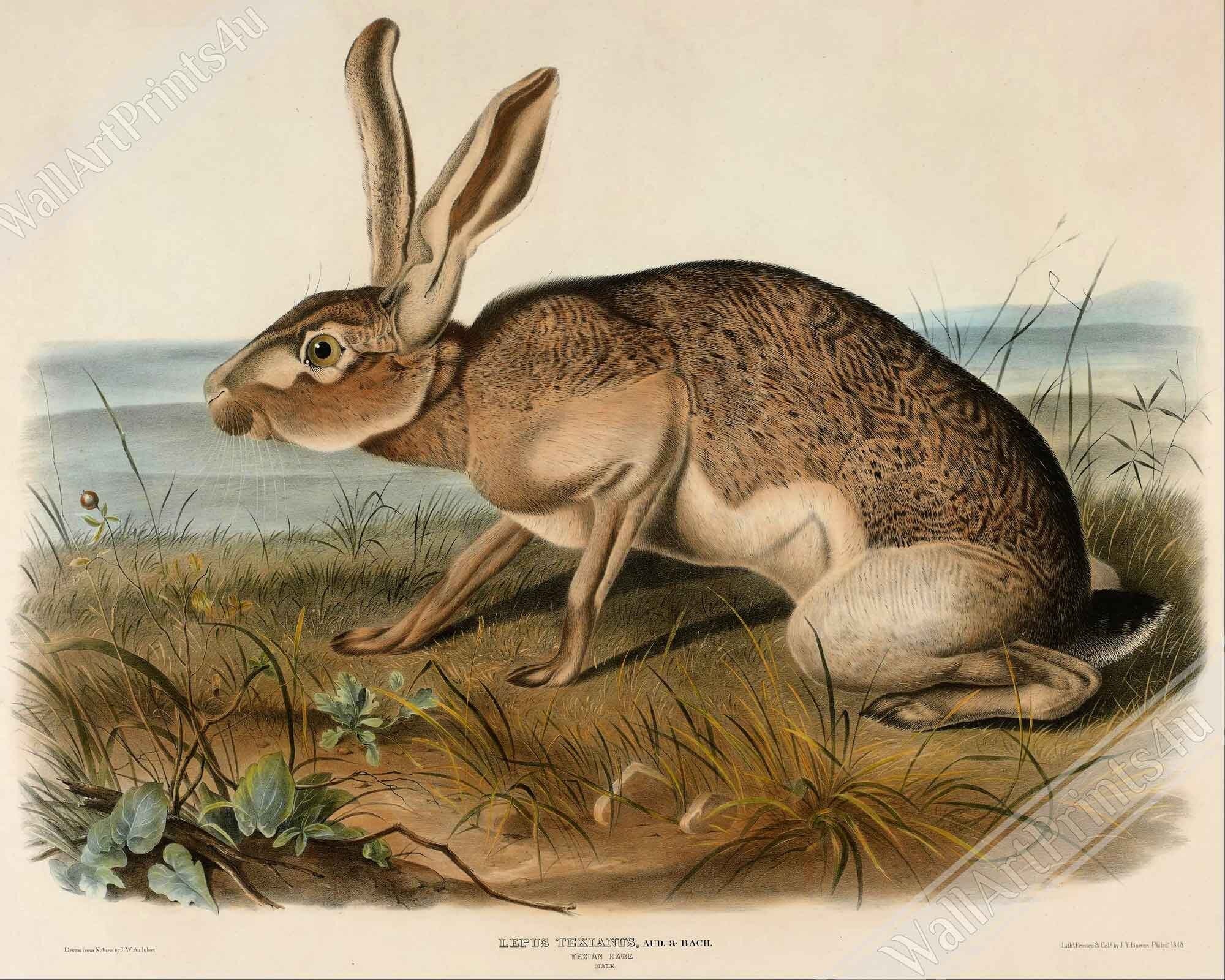 Vintage Hare Poster, John Audubon, Vintage Texian Hare Art - Vintage Hare Print - WallArtPrints4U
