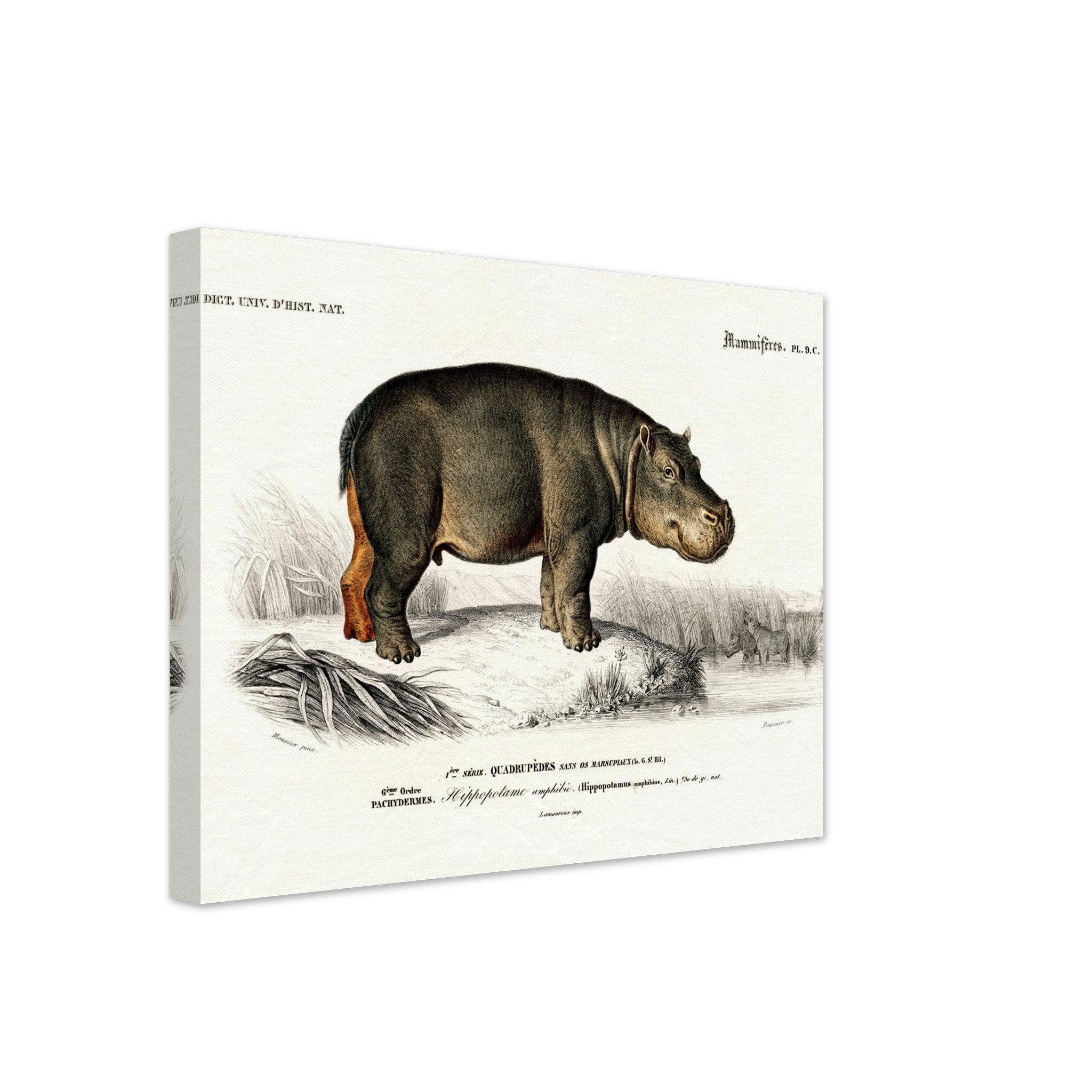 Vintage Hippo Canvas, Charles Dessalines, Vintage Hippo Art - Vintage Hippo Canvas Print - WallArtPrints4U