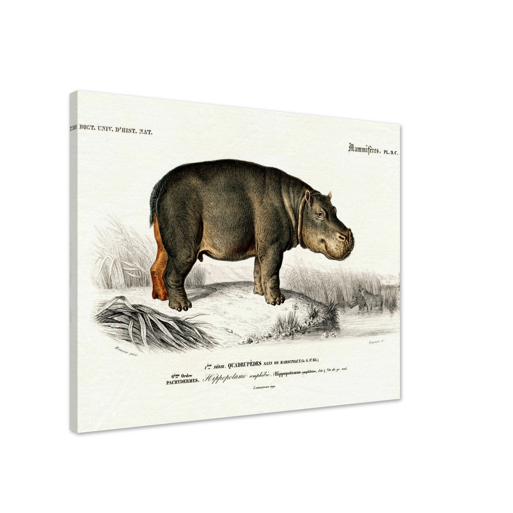 Vintage Hippo Canvas, Charles Dessalines, Vintage Hippo Art - Vintage Hippo Canvas Print - WallArtPrints4U