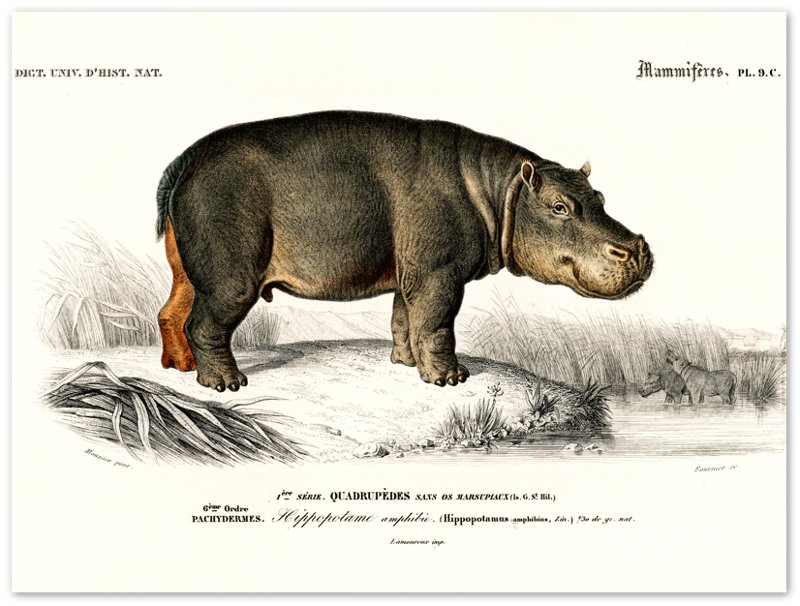 Vintage Hippo Poster, Charles Dessalines, Vintage Hippo Art - Vintage Hippo Print - WallArtPrints4U