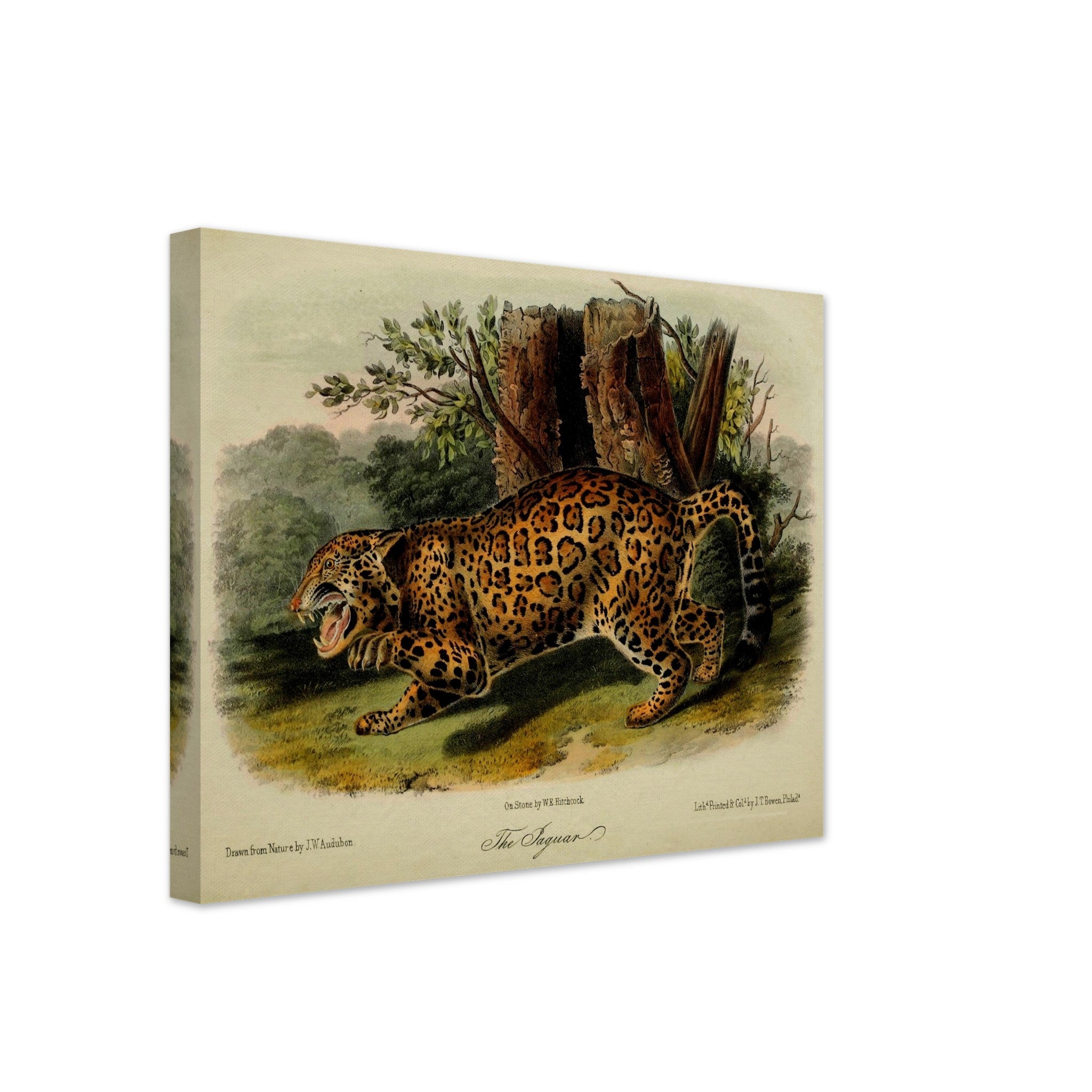 Vintage Jaguar Canvas, John Audubon, Vintage Big Cat Jaguar Art - Vintage Jaguar Canvas Print - WallArtPrints4U