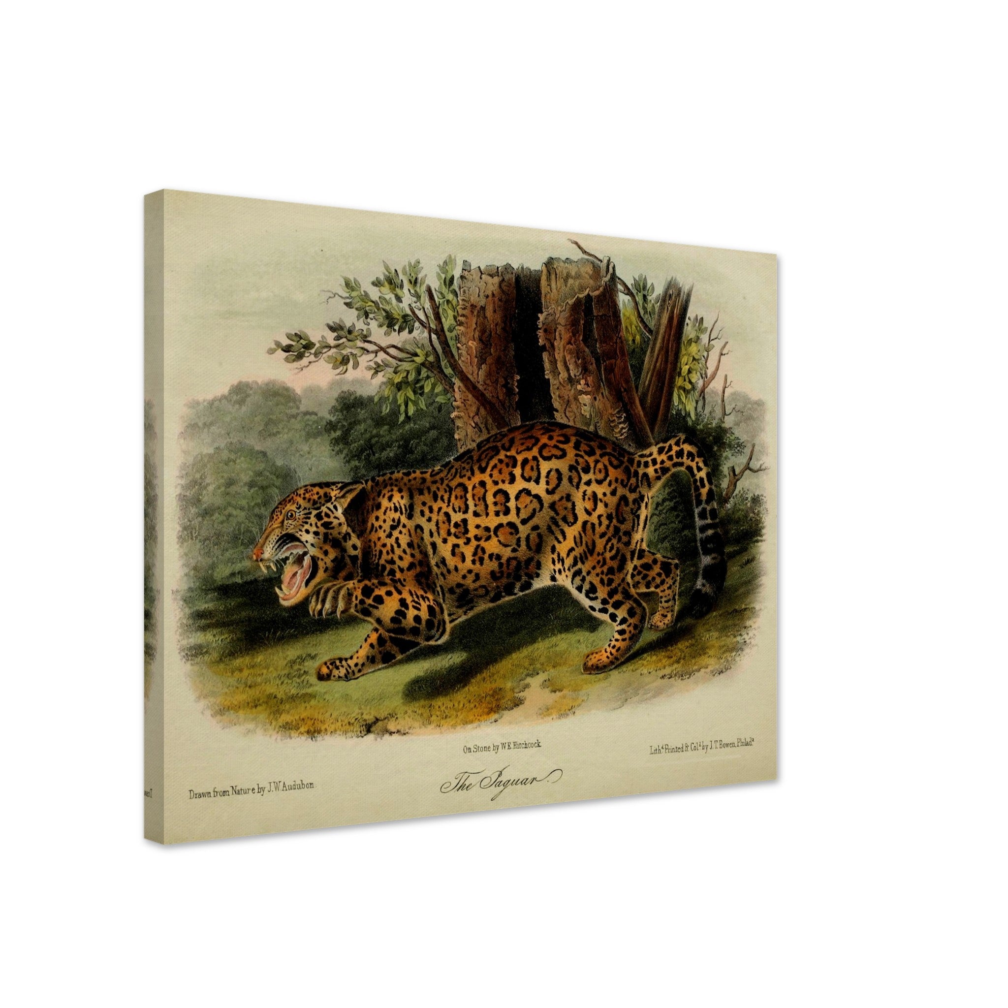 Vintage Jaguar Canvas, John Audubon, Vintage Big Cat Jaguar Art - Vintage Jaguar Canvas Print - WallArtPrints4U